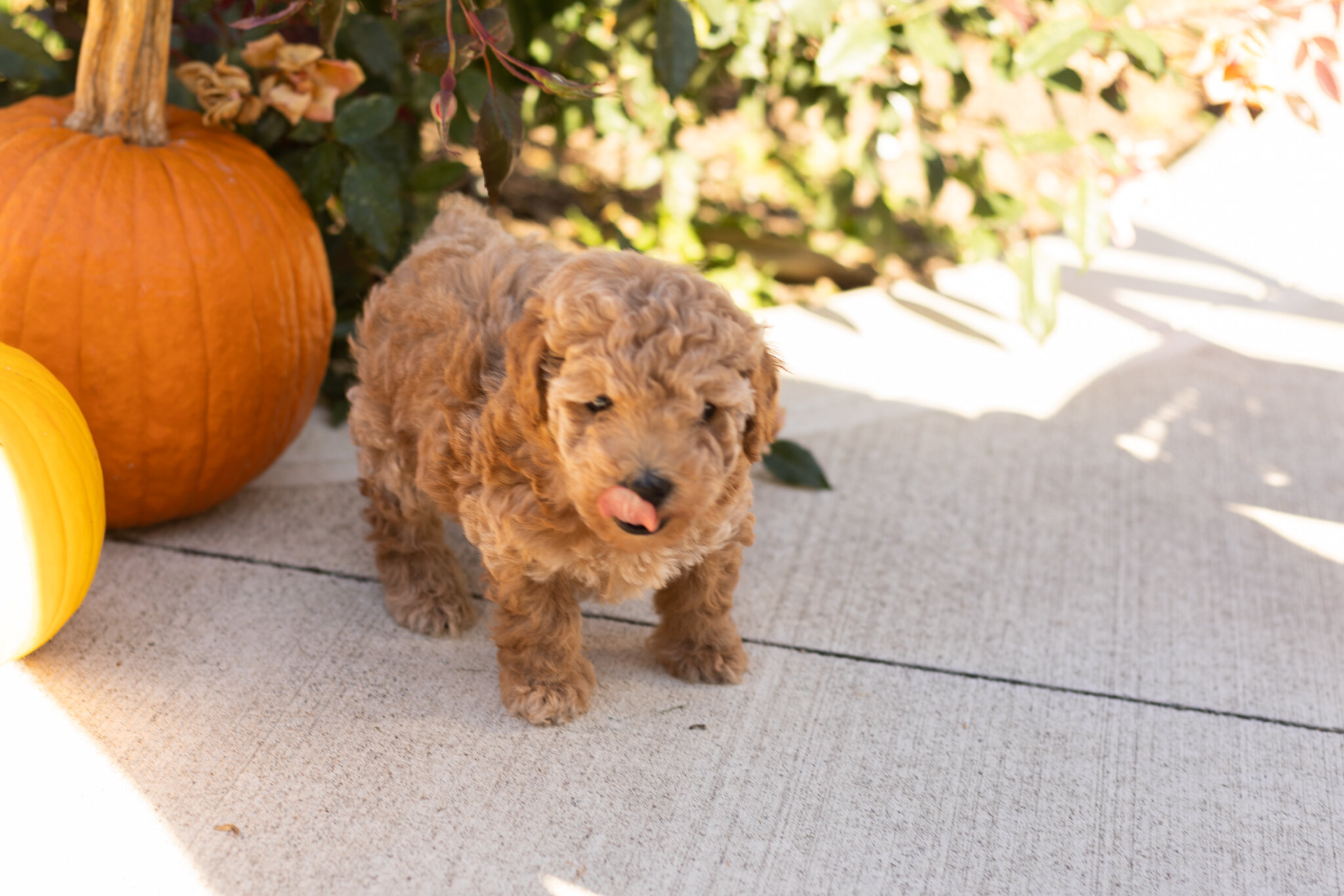 AKC Mini Poodle male puppy in Indiana (Teddy) image 6