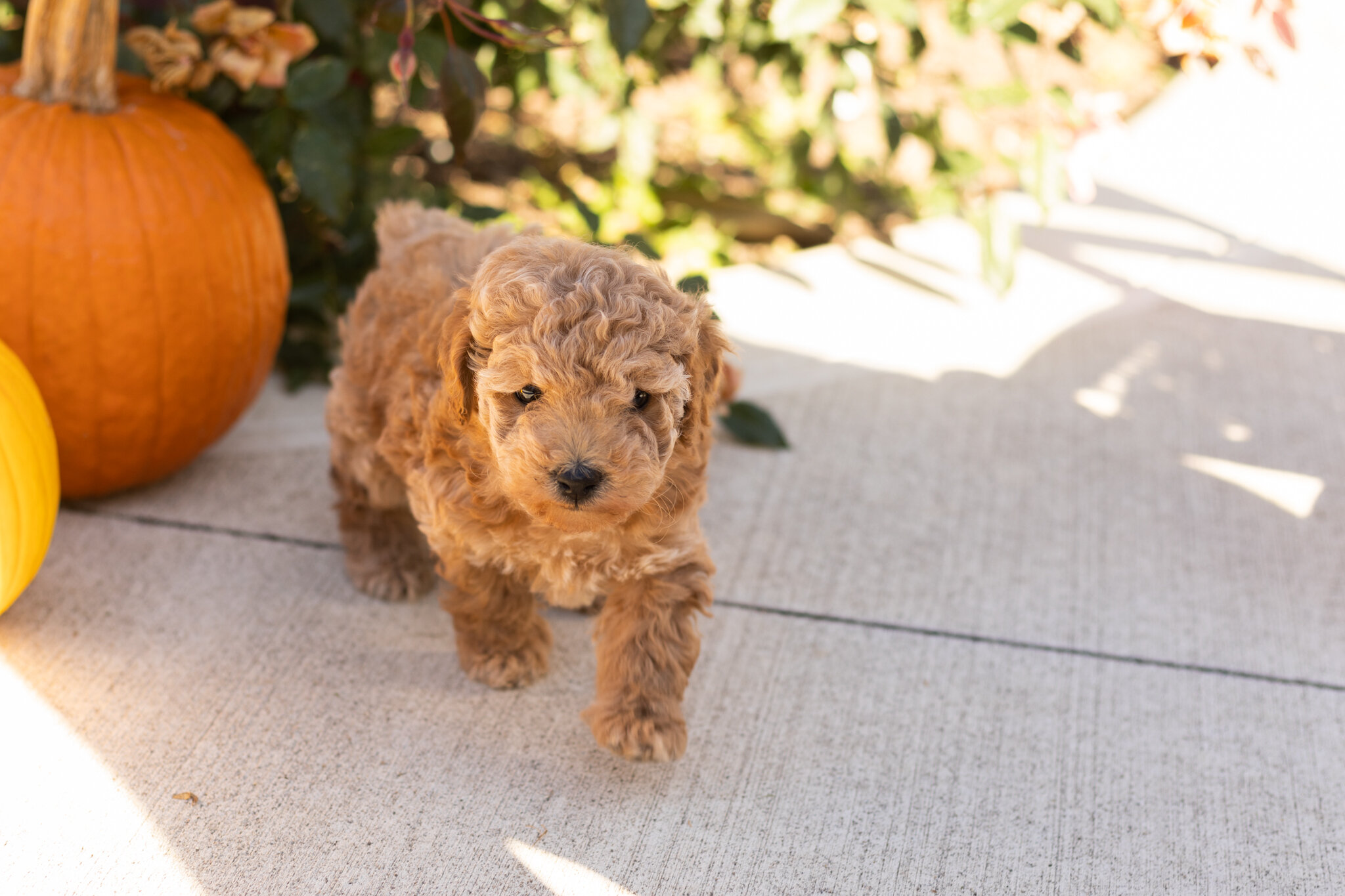 AKC Mini Poodle male puppy in Indiana (Teddy) image 7