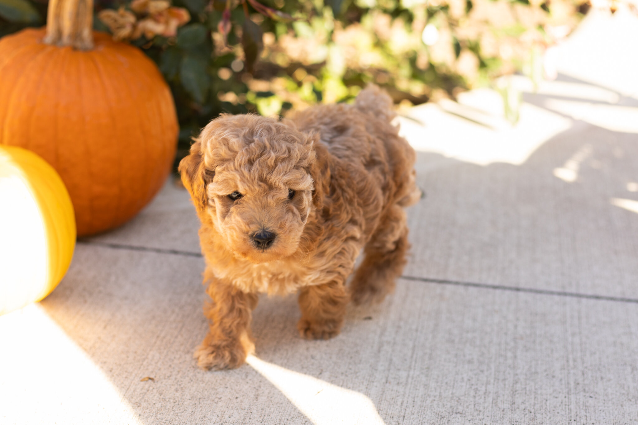 AKC Mini Poodle male puppy in Indiana (Teddy) image 1