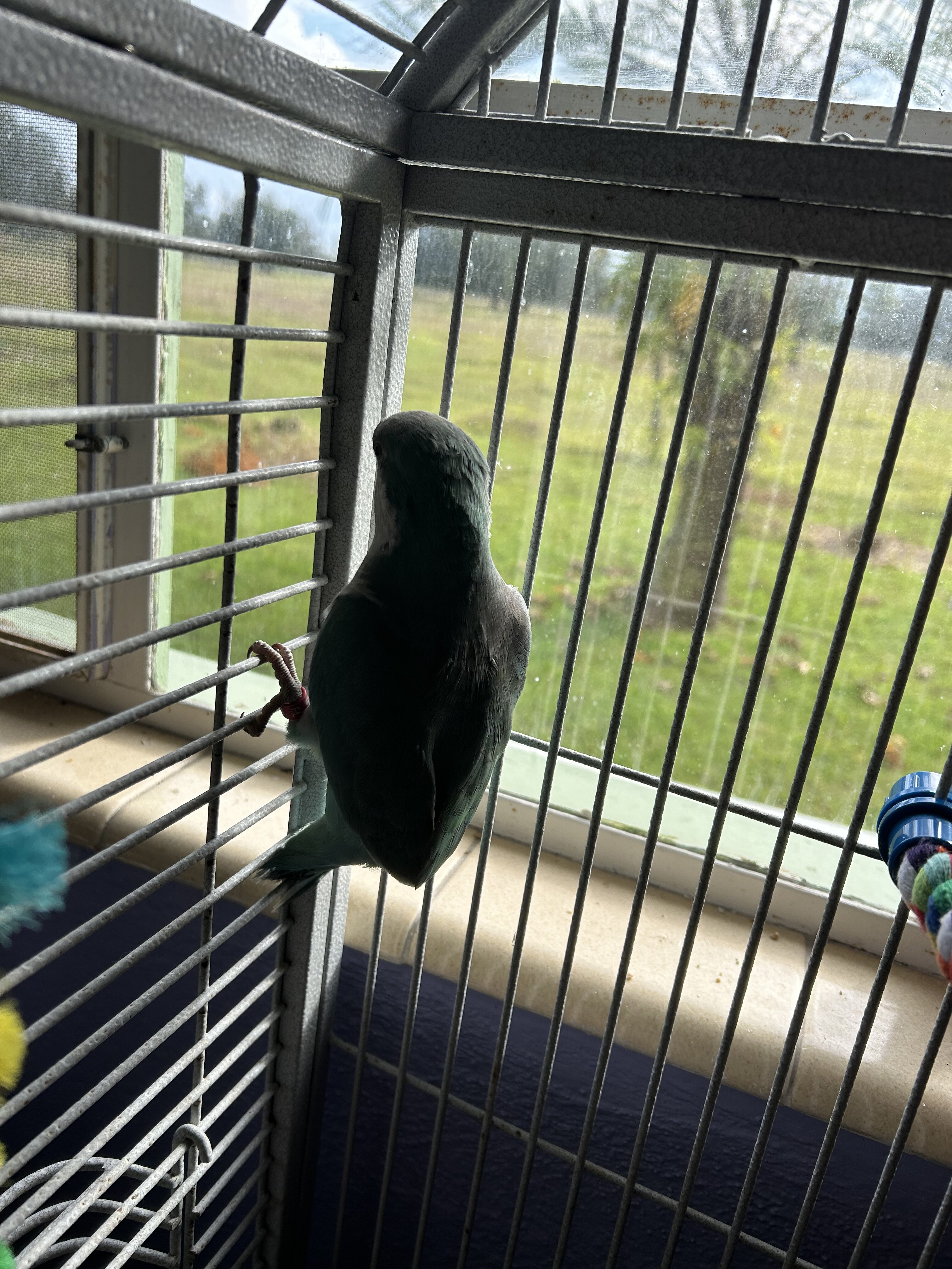 Two birds one Quaker parrot, one love bird image 3