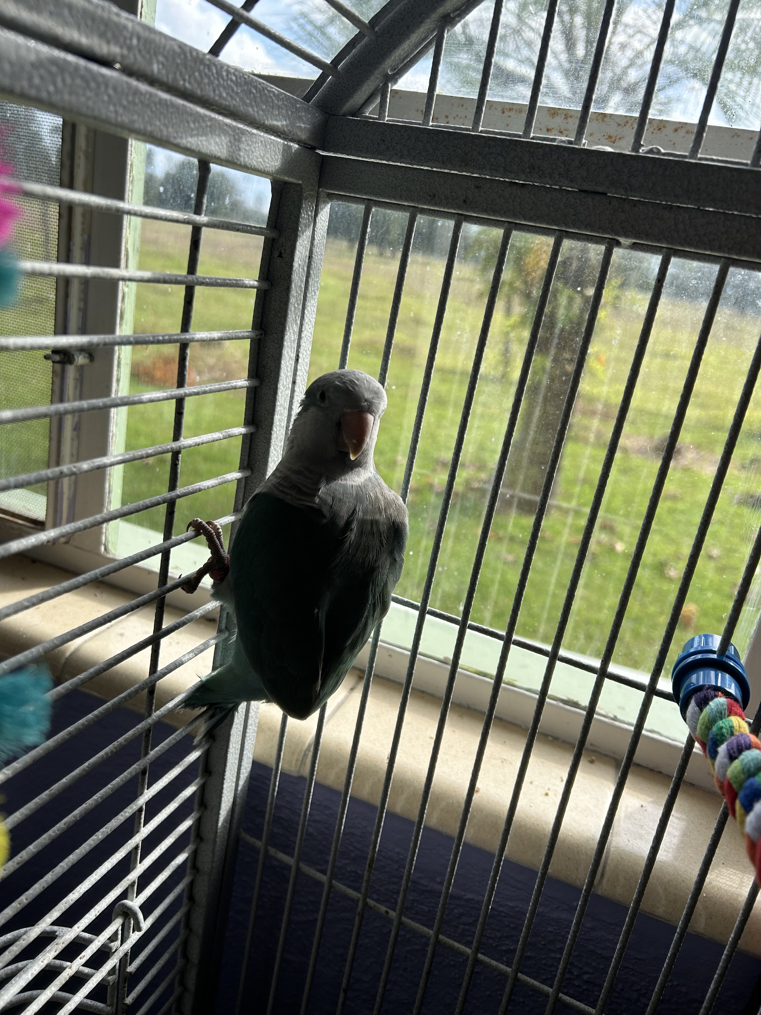 Two birds one Quaker parrot, one love bird image 2