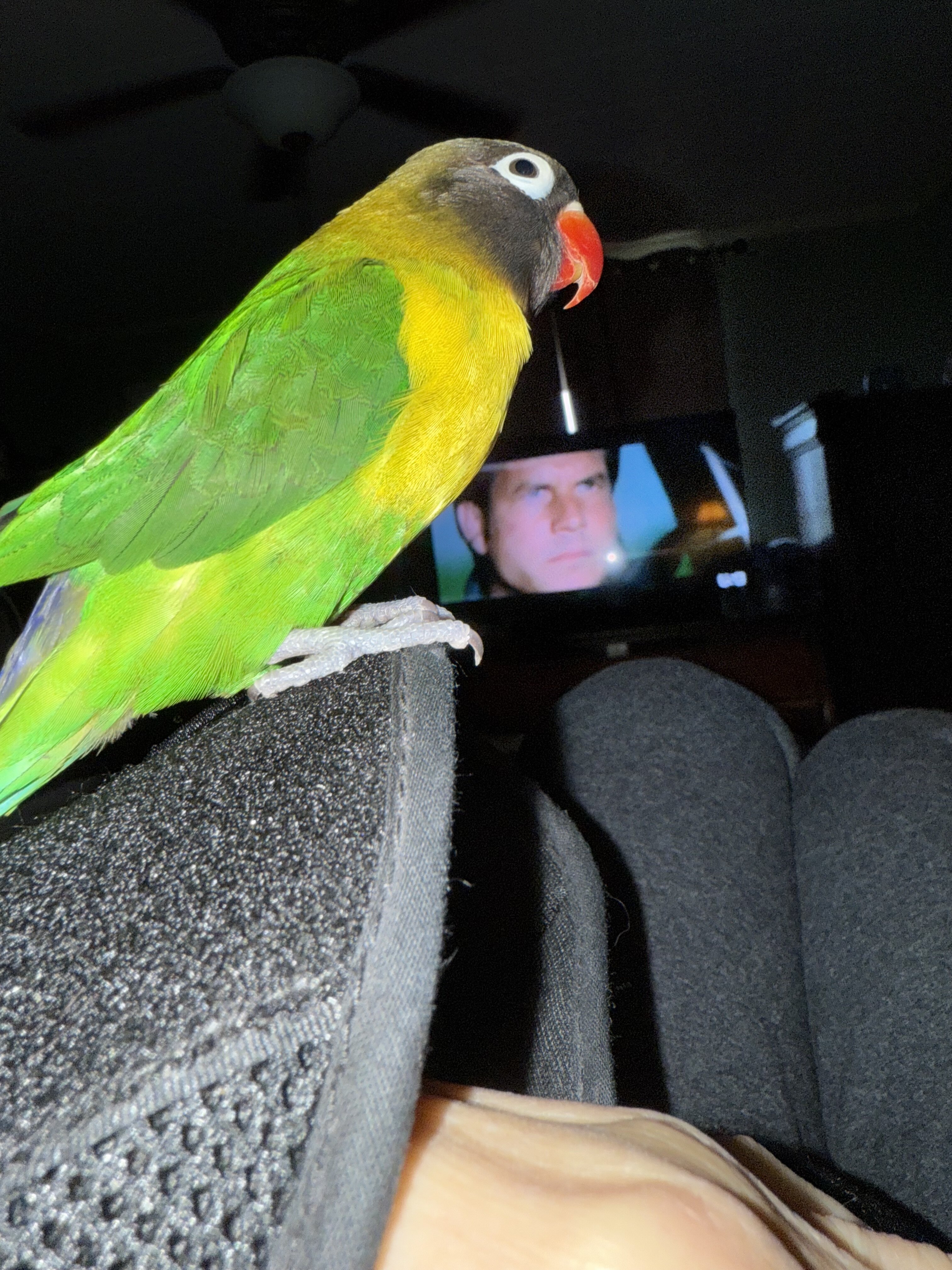 Two birds one Quaker parrot, one love bird image 1