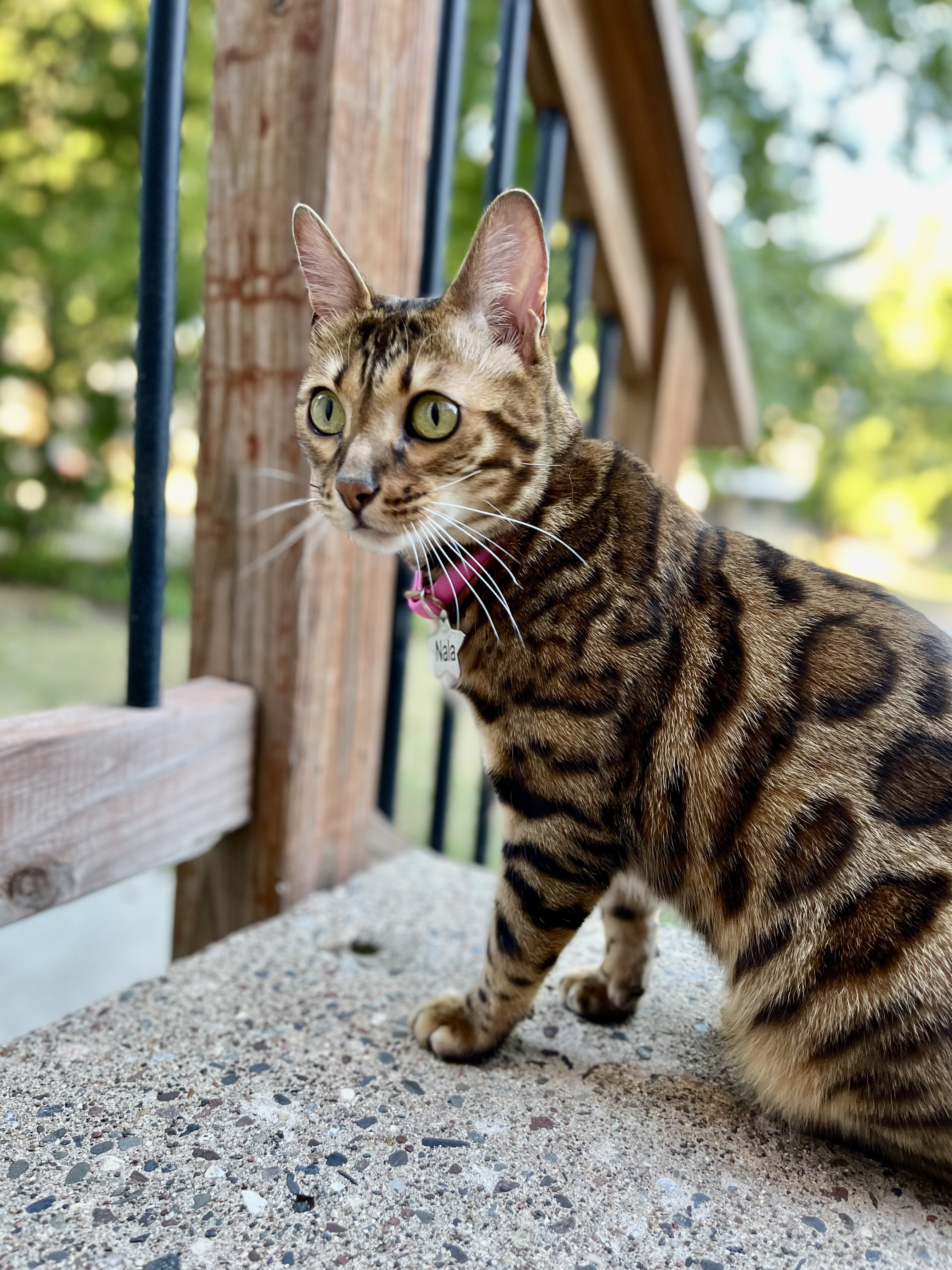Bengal cat (5 years old) image 2