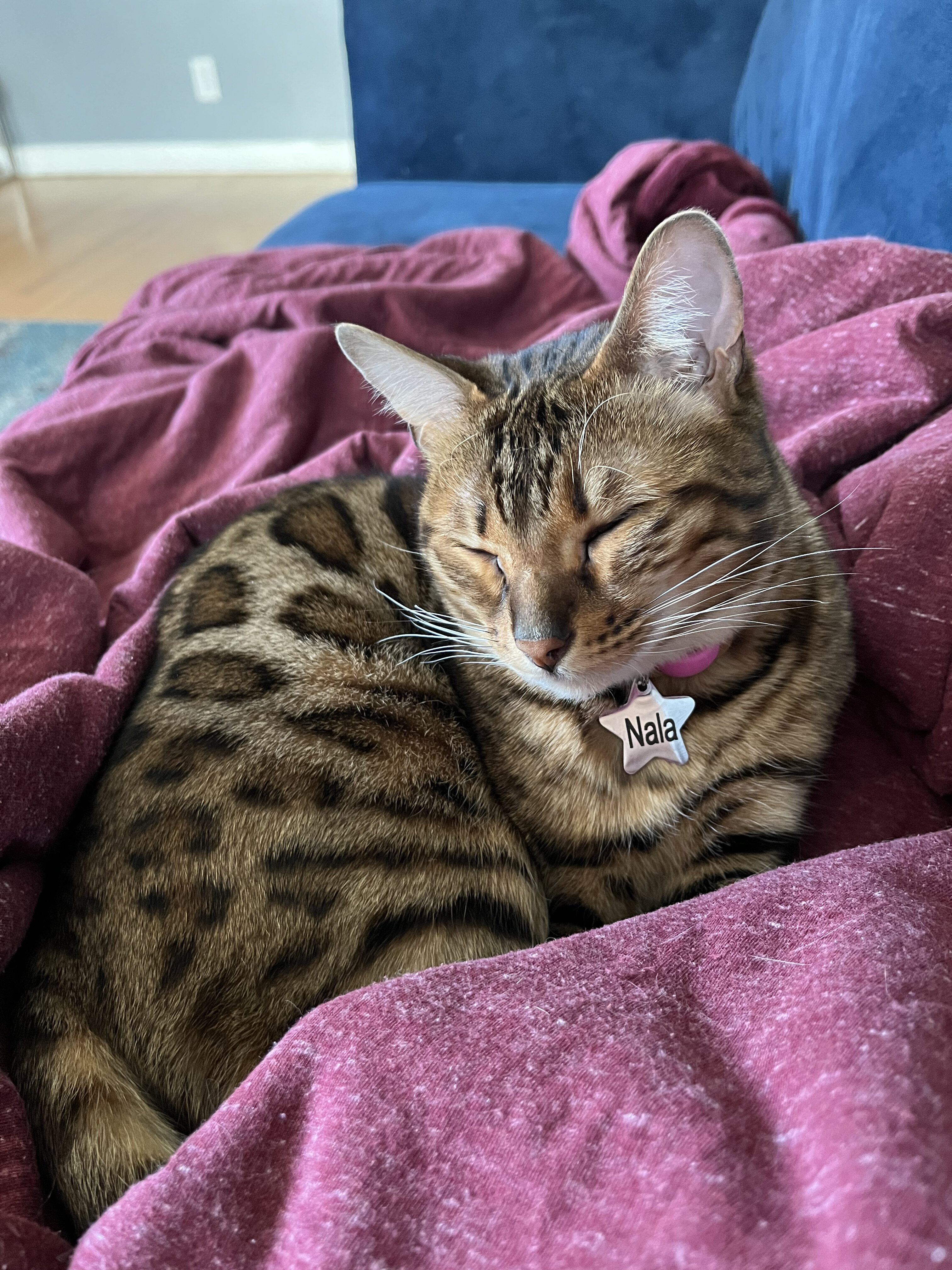Bengal cat (5 years old) image 1