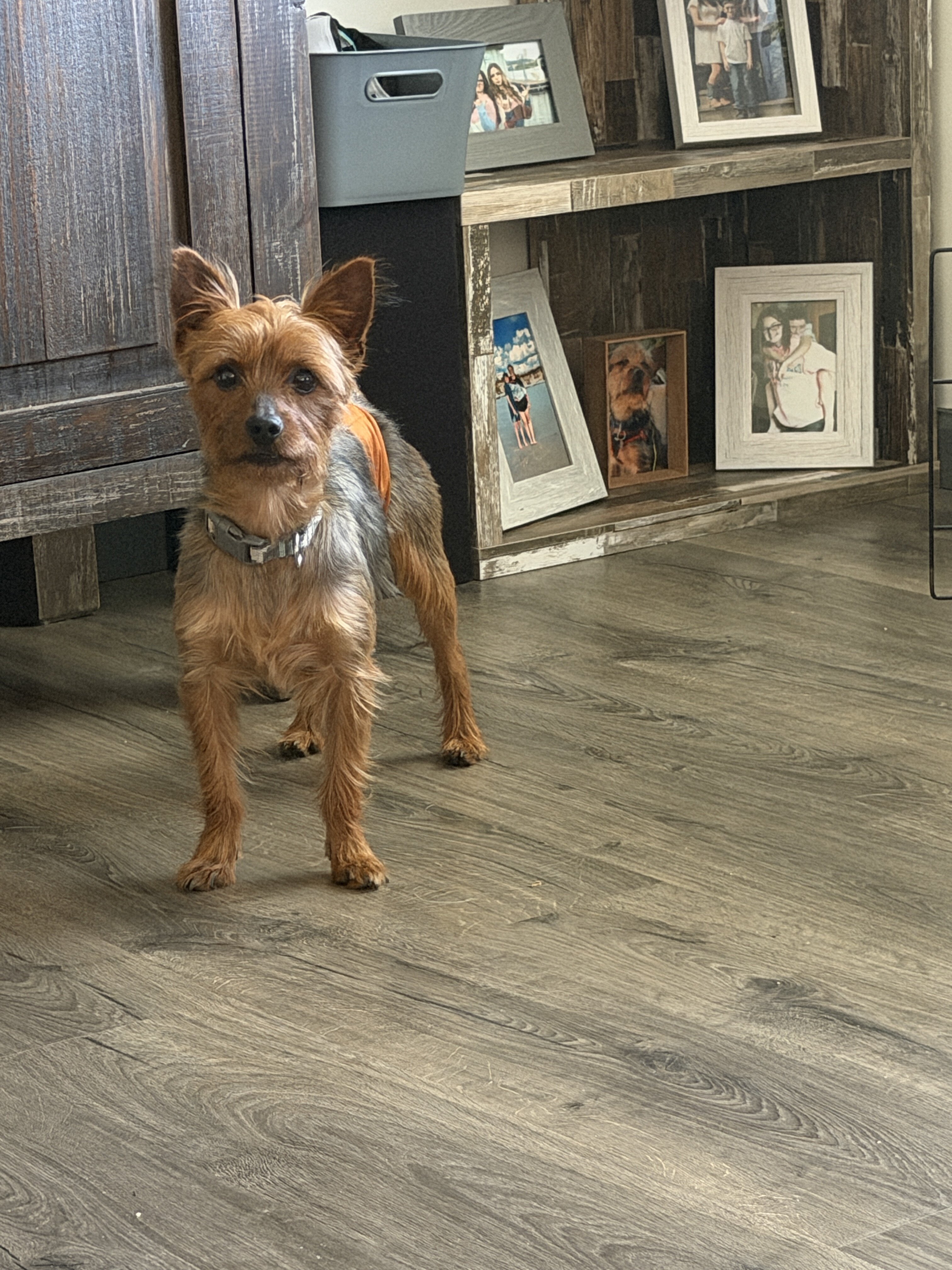 Yorkie image 3