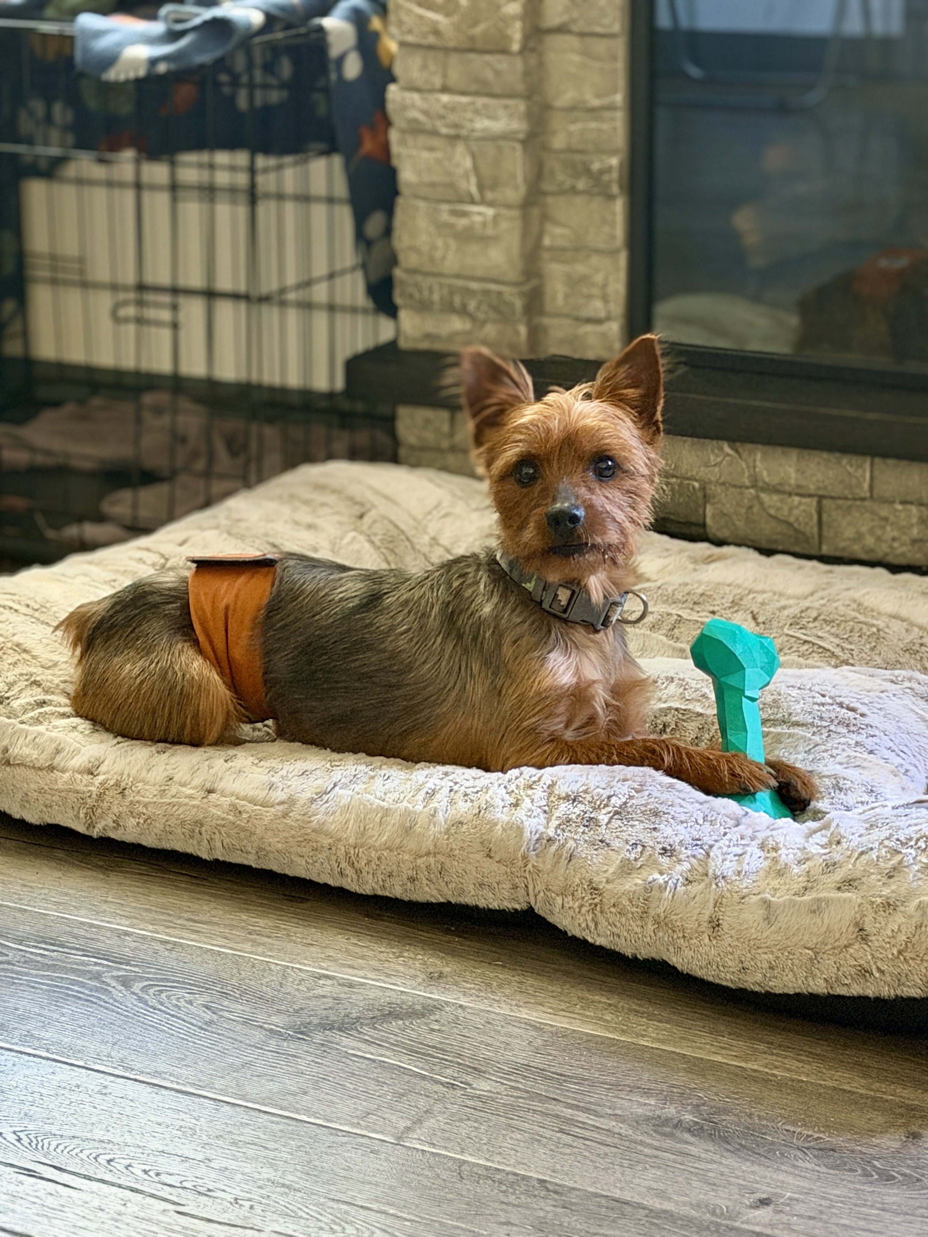 Yorkie image 1