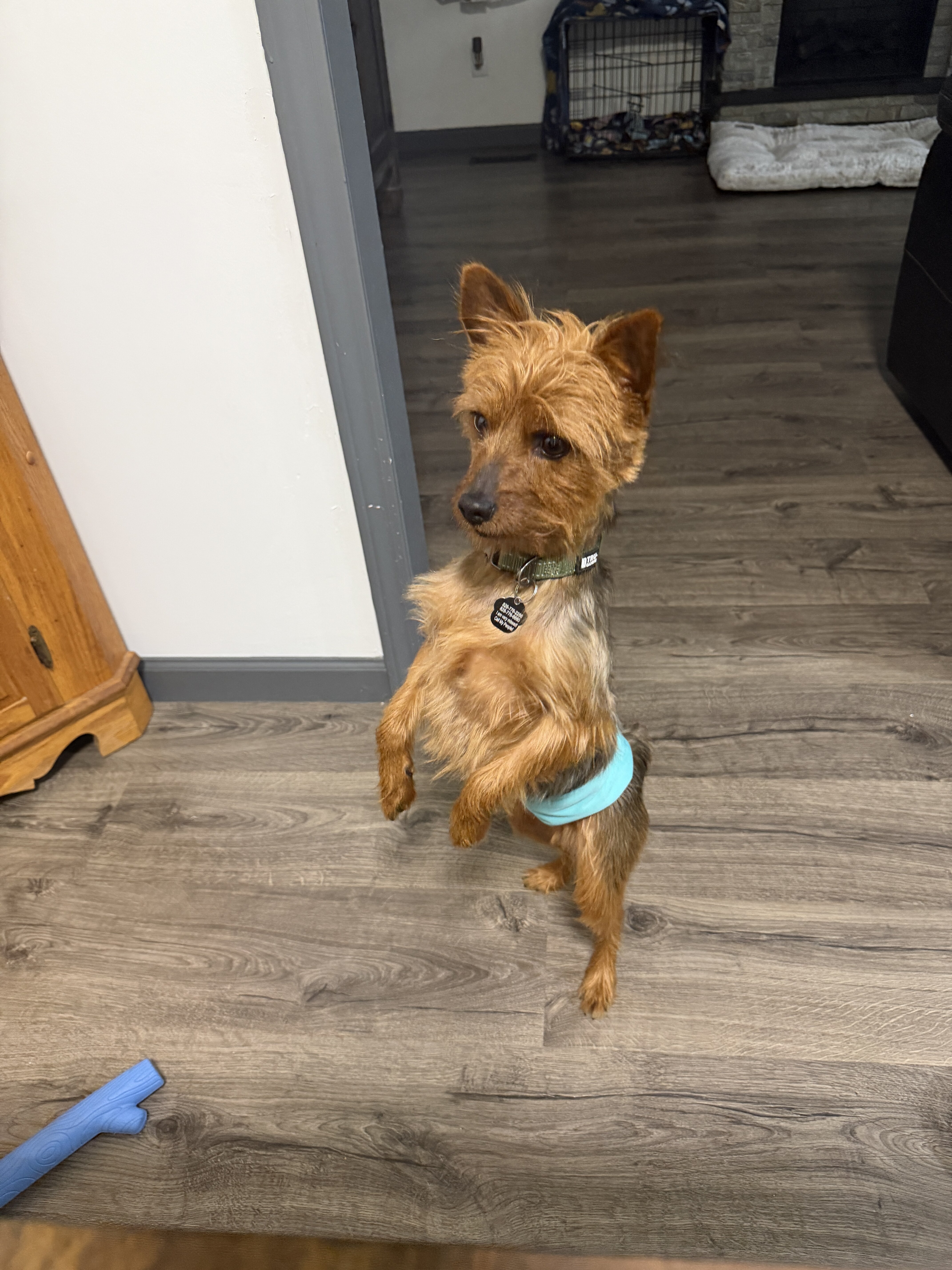Yorkie image 2