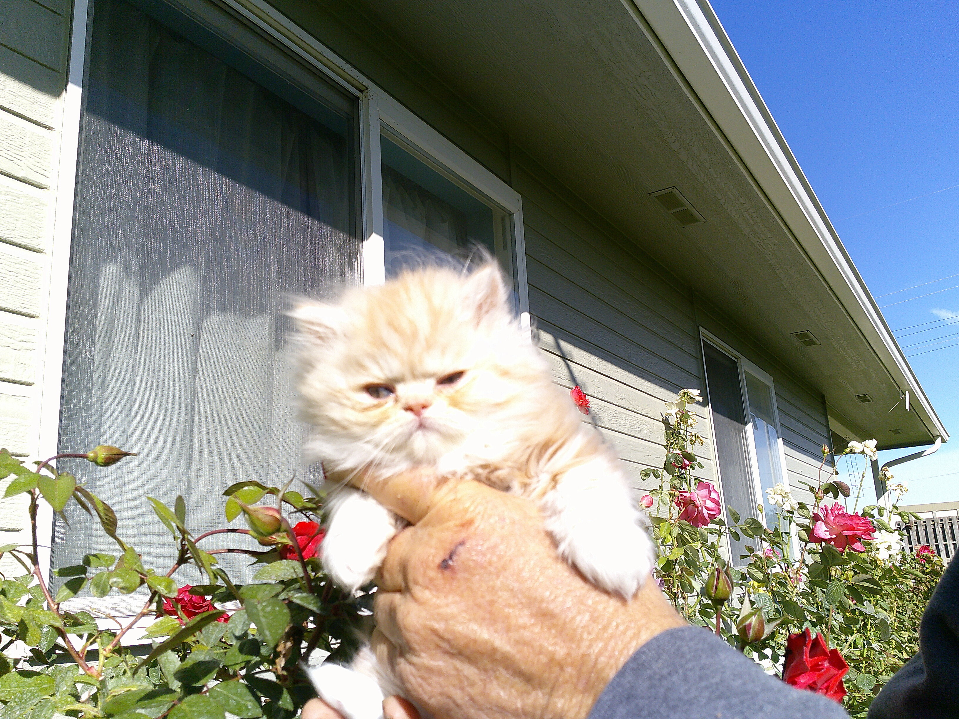 Persian Kittens image 5