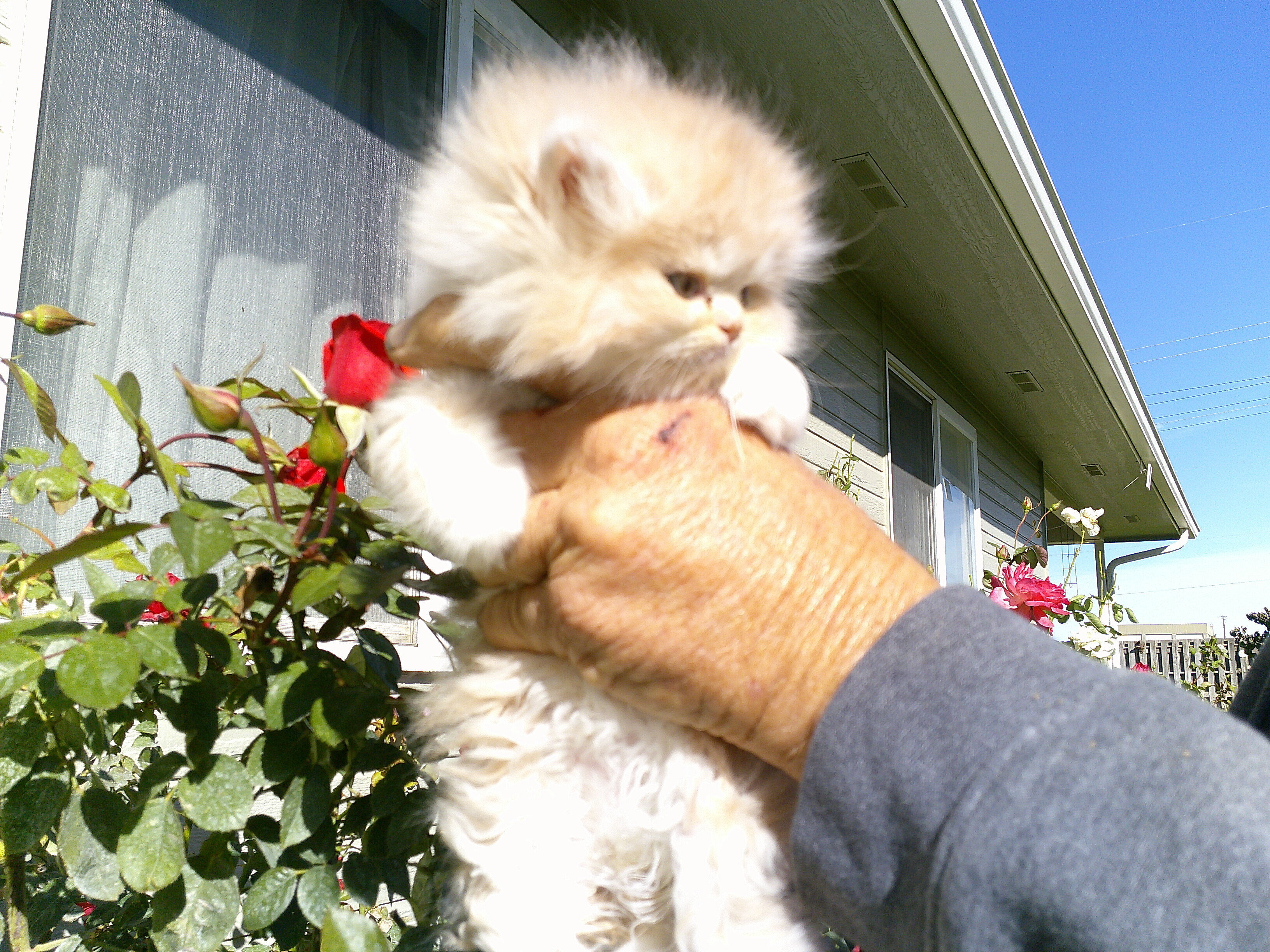 Persian Kittens image 4