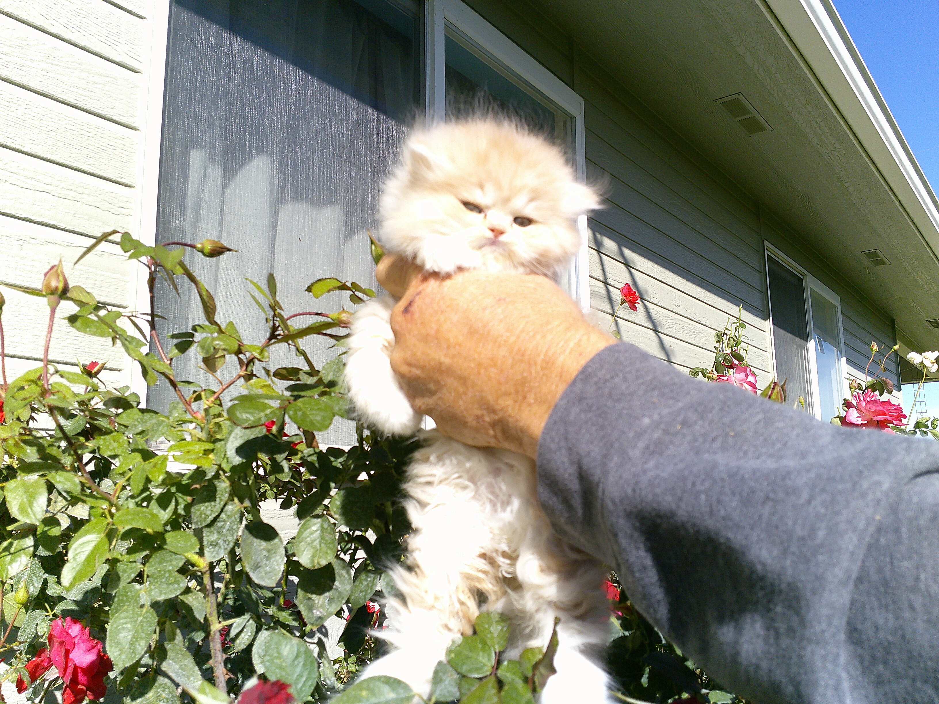 Persian Kittens image 3