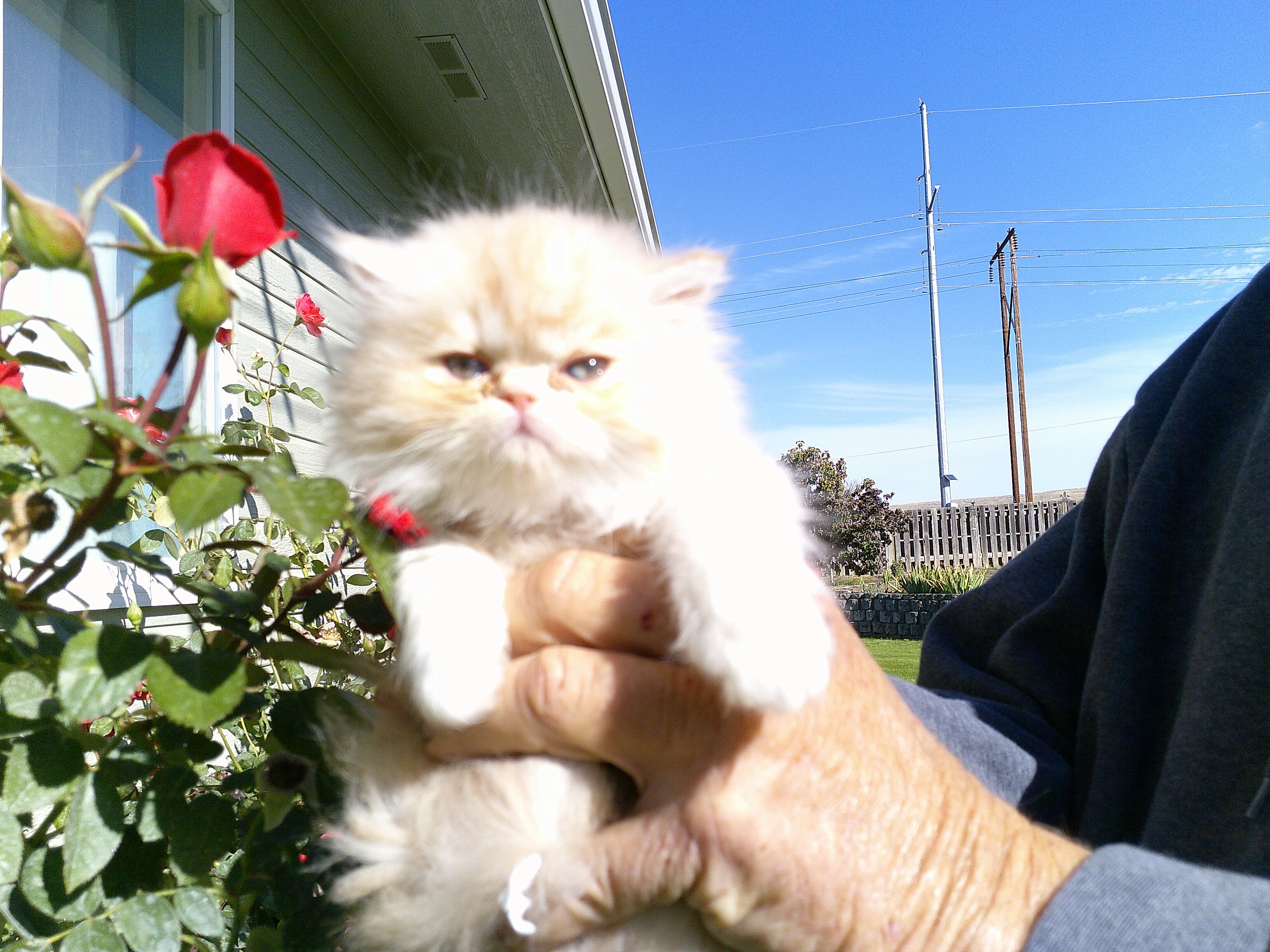 Persian Kittens image 1