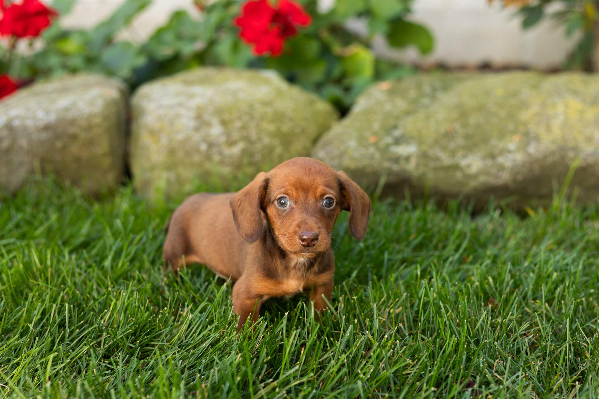AKC Mini Dachshund male pup in Indiana (Kumer) image 2