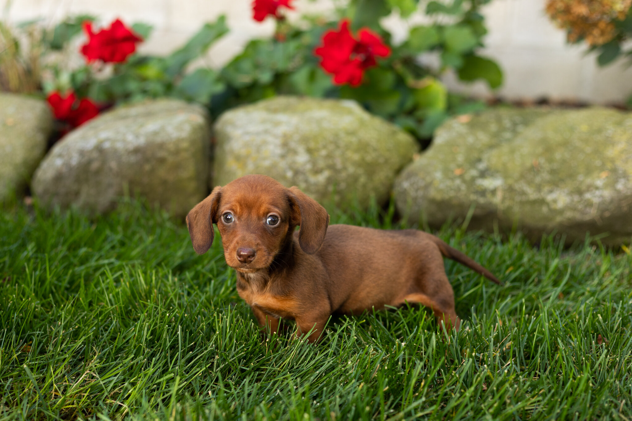 AKC Mini Dachshund male pup in Indiana (Kumer) image 1