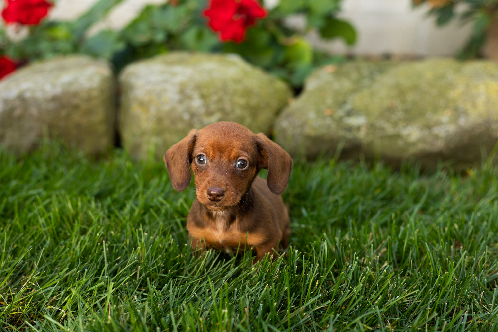 AKC Mini Dachshund male pup in Indiana (Kumer) image 3