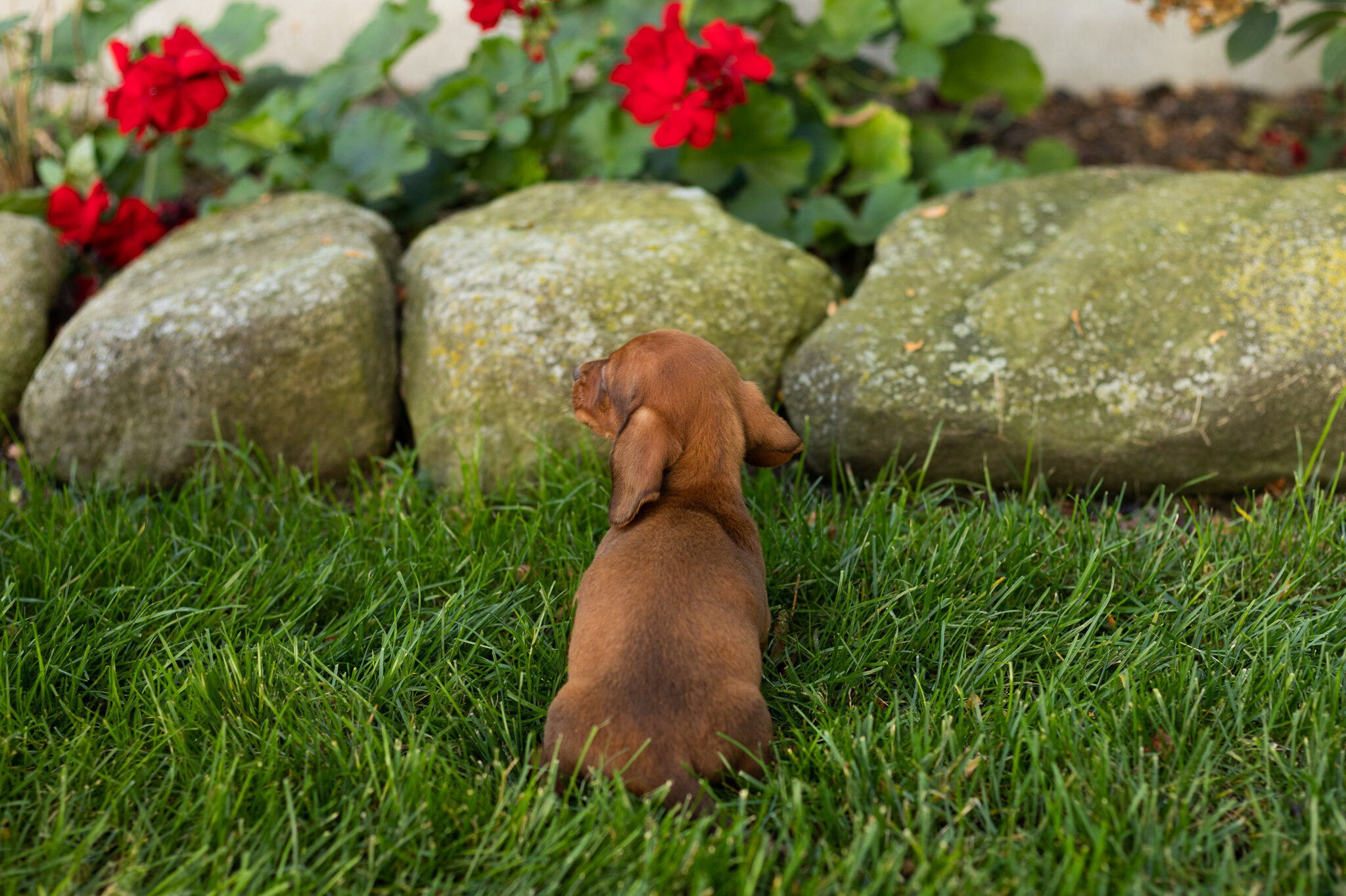 AKC Mini Dachshund male pup in Indiana (Kumer) image 4