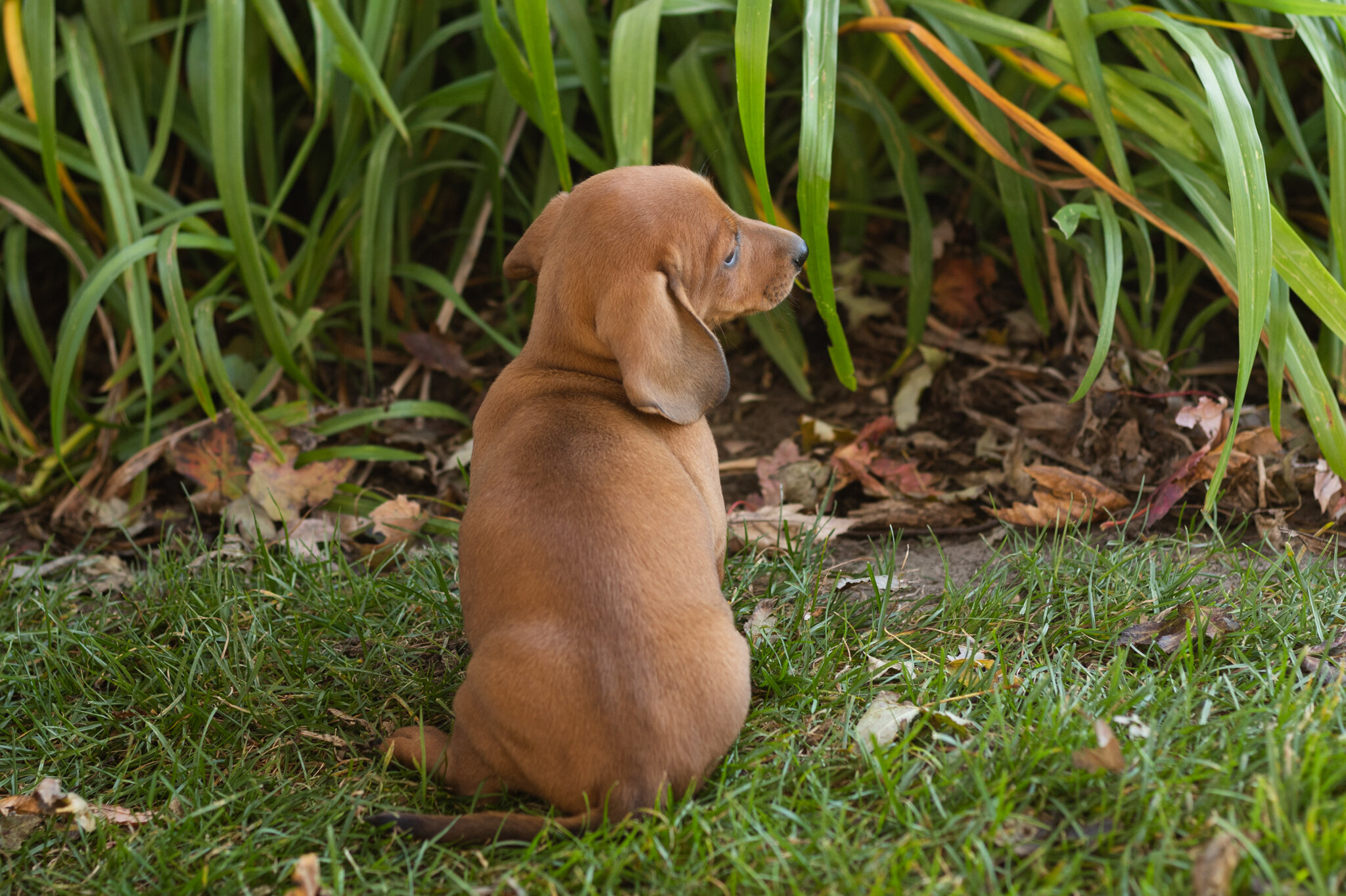 AKC Mini dachshund male pup in Indiana (Baylor) image 2