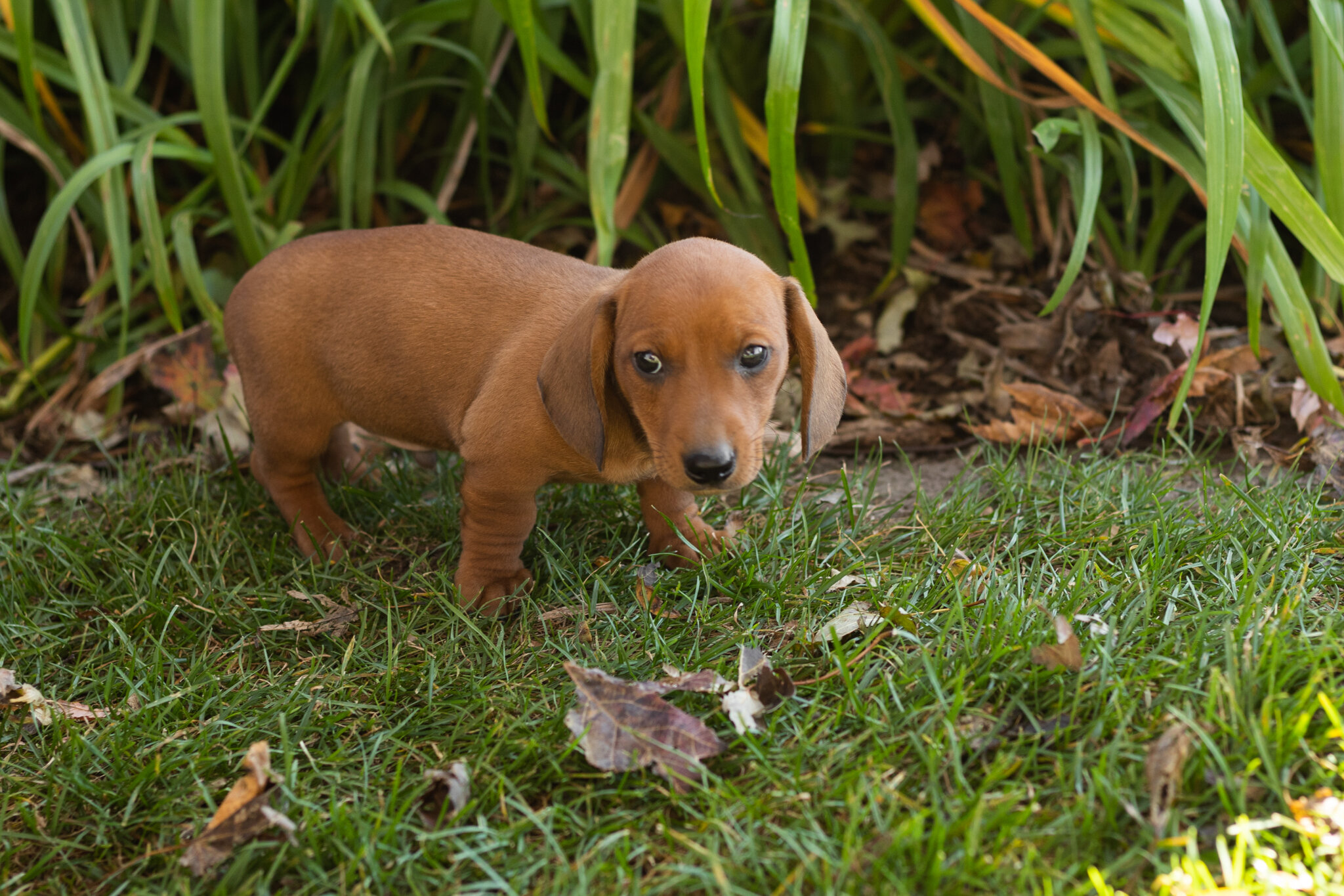AKC Mini dachshund male pup in Indiana (Baylor) image 3