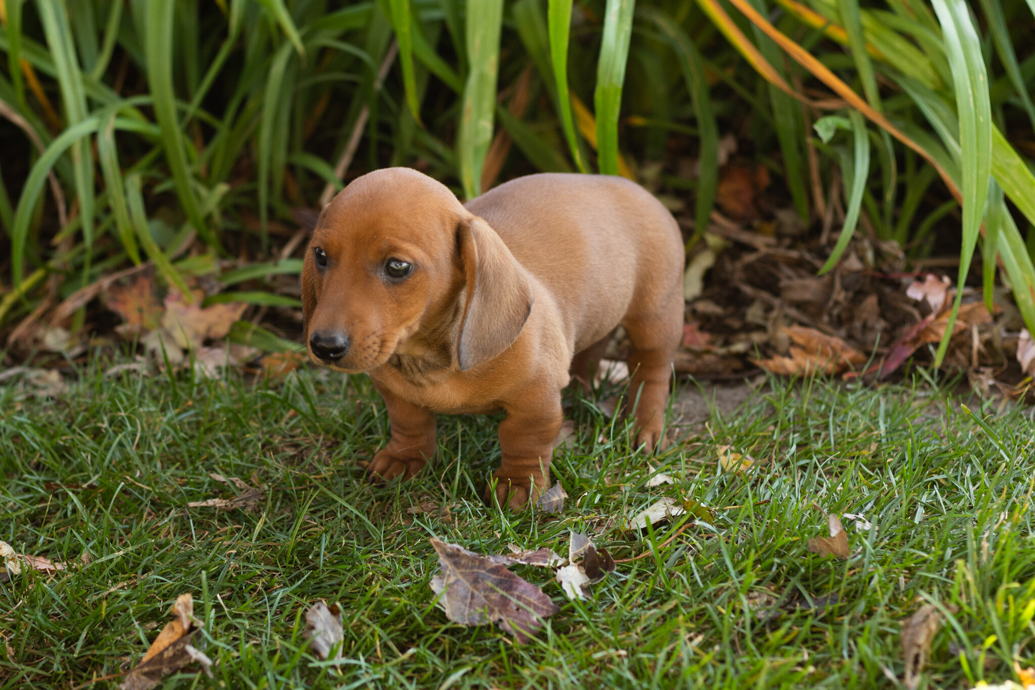 AKC Mini dachshund male pup in Indiana (Baylor) image 4