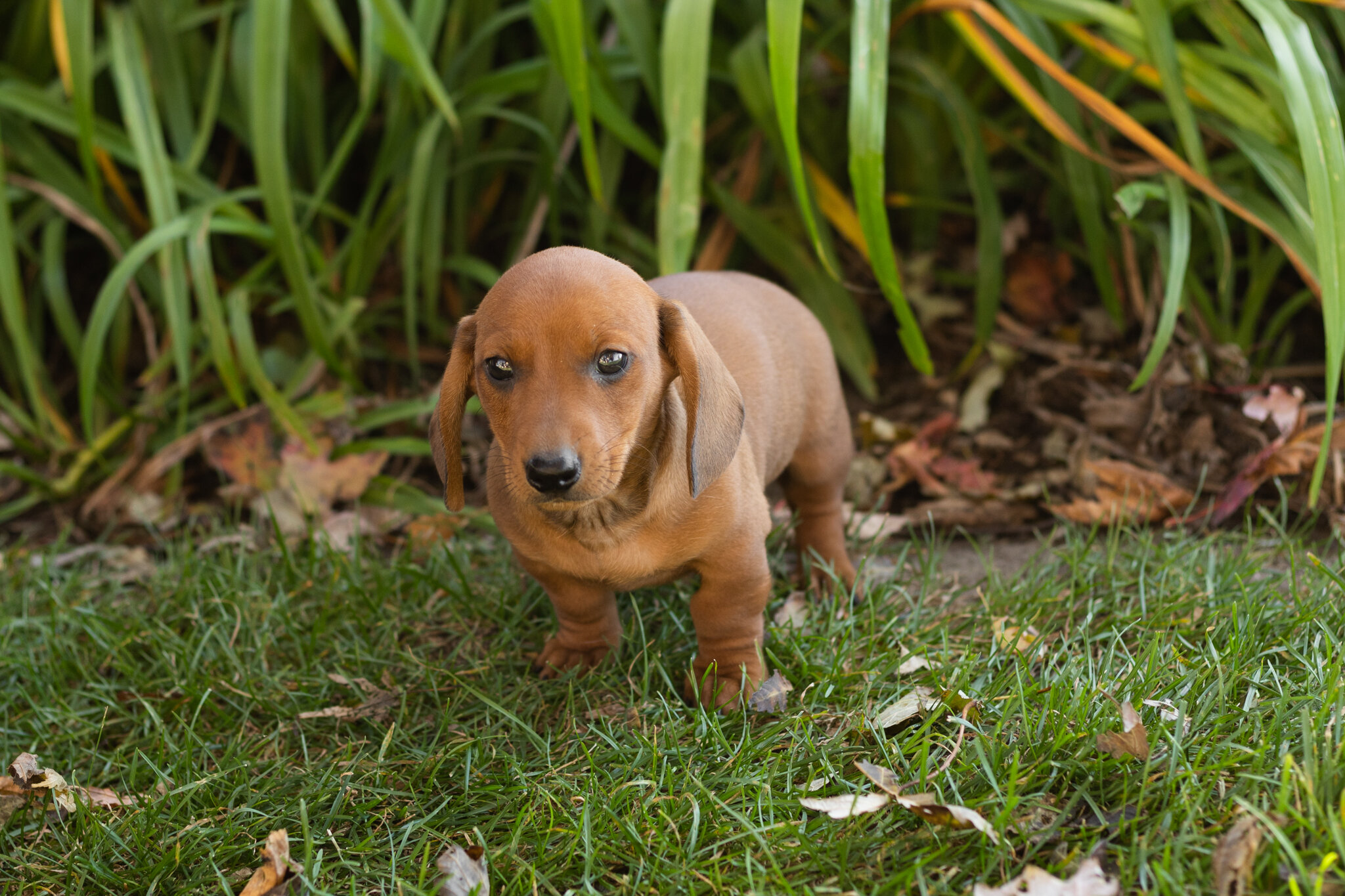AKC Mini dachshund male pup in Indiana (Baylor) image 5