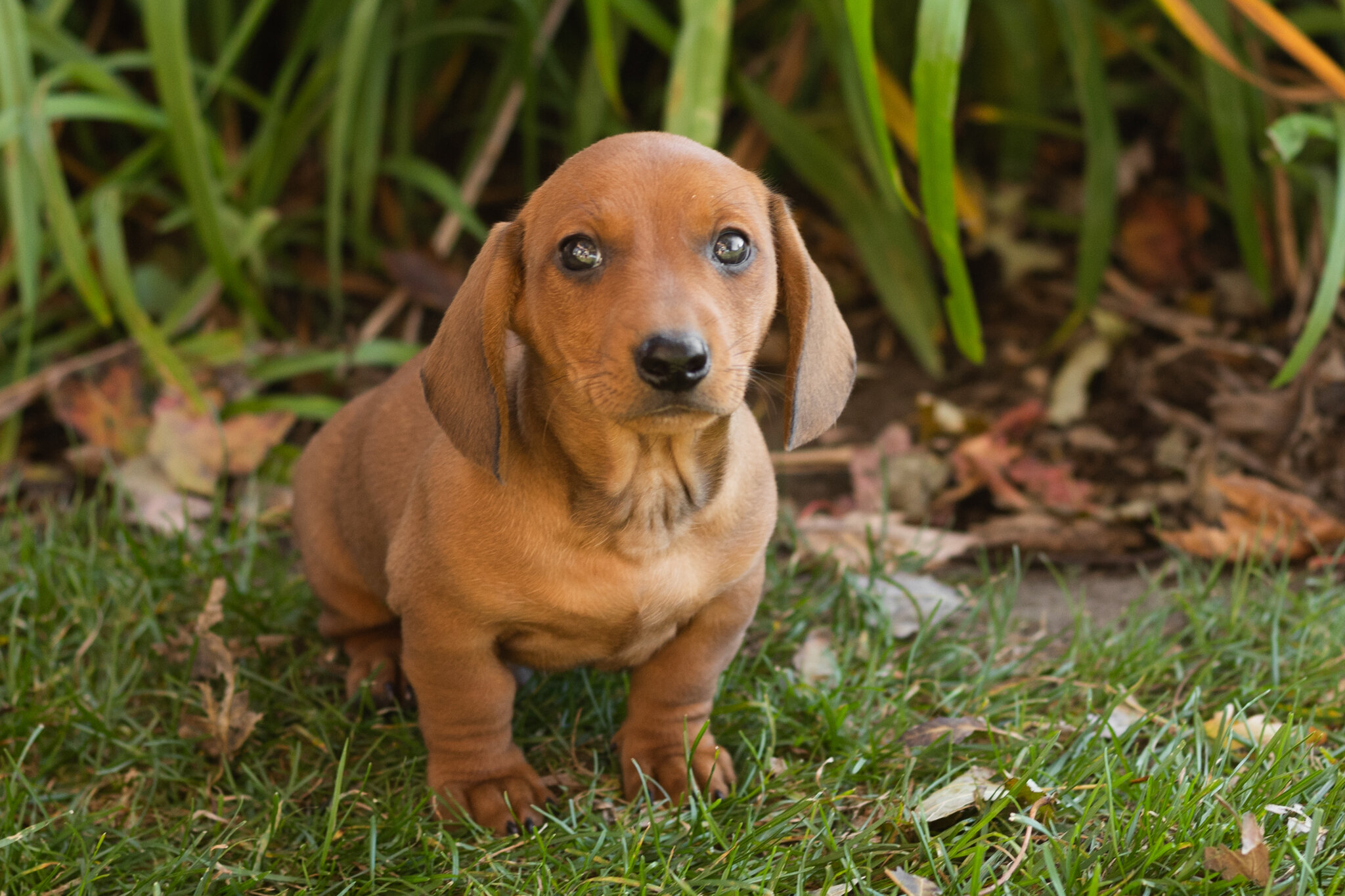AKC Mini dachshund male pup in Indiana (Baylor) image 1