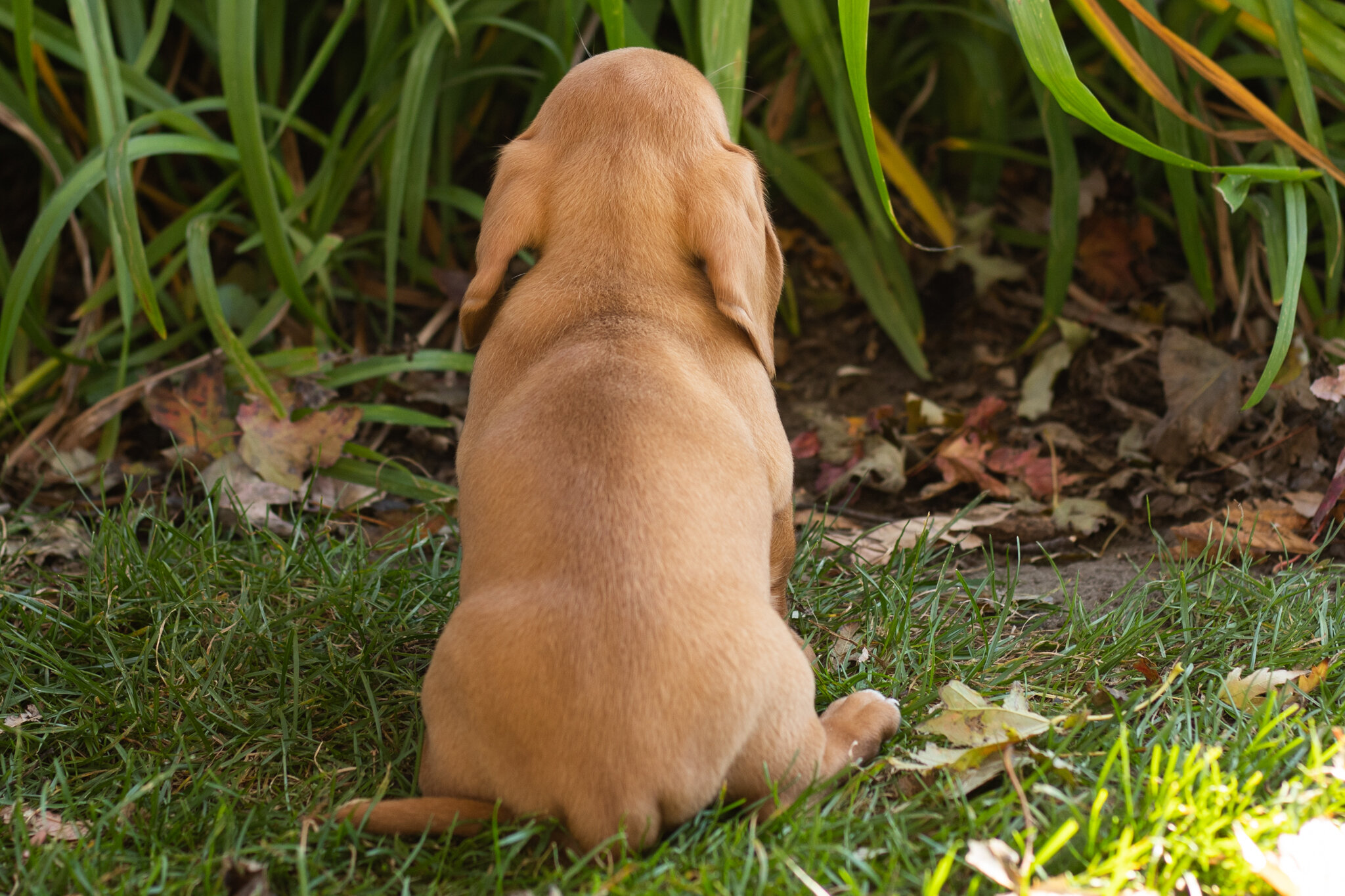 AKC Mini dachshund male pup in Indiana (Baxter) image 4