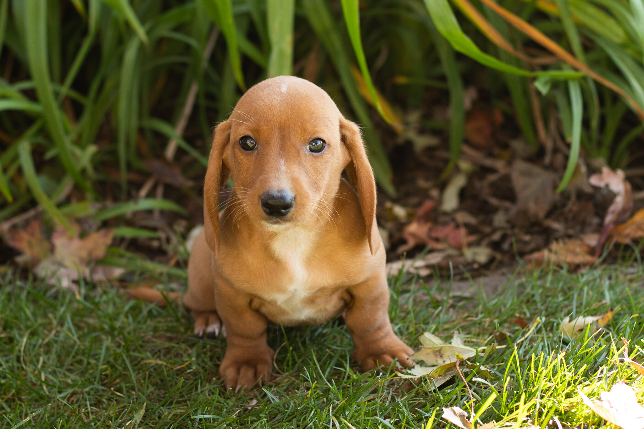 AKC Mini dachshund male pup in Indiana (Baxter) image 2