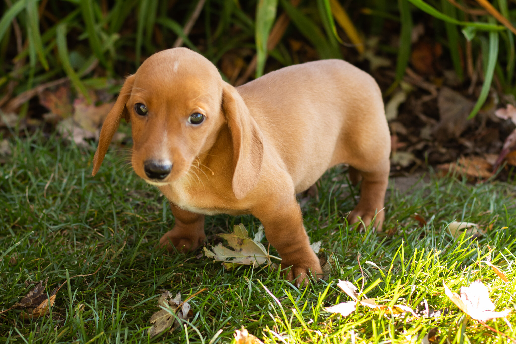 AKC Mini dachshund male pup in Indiana (Baxter) image 1