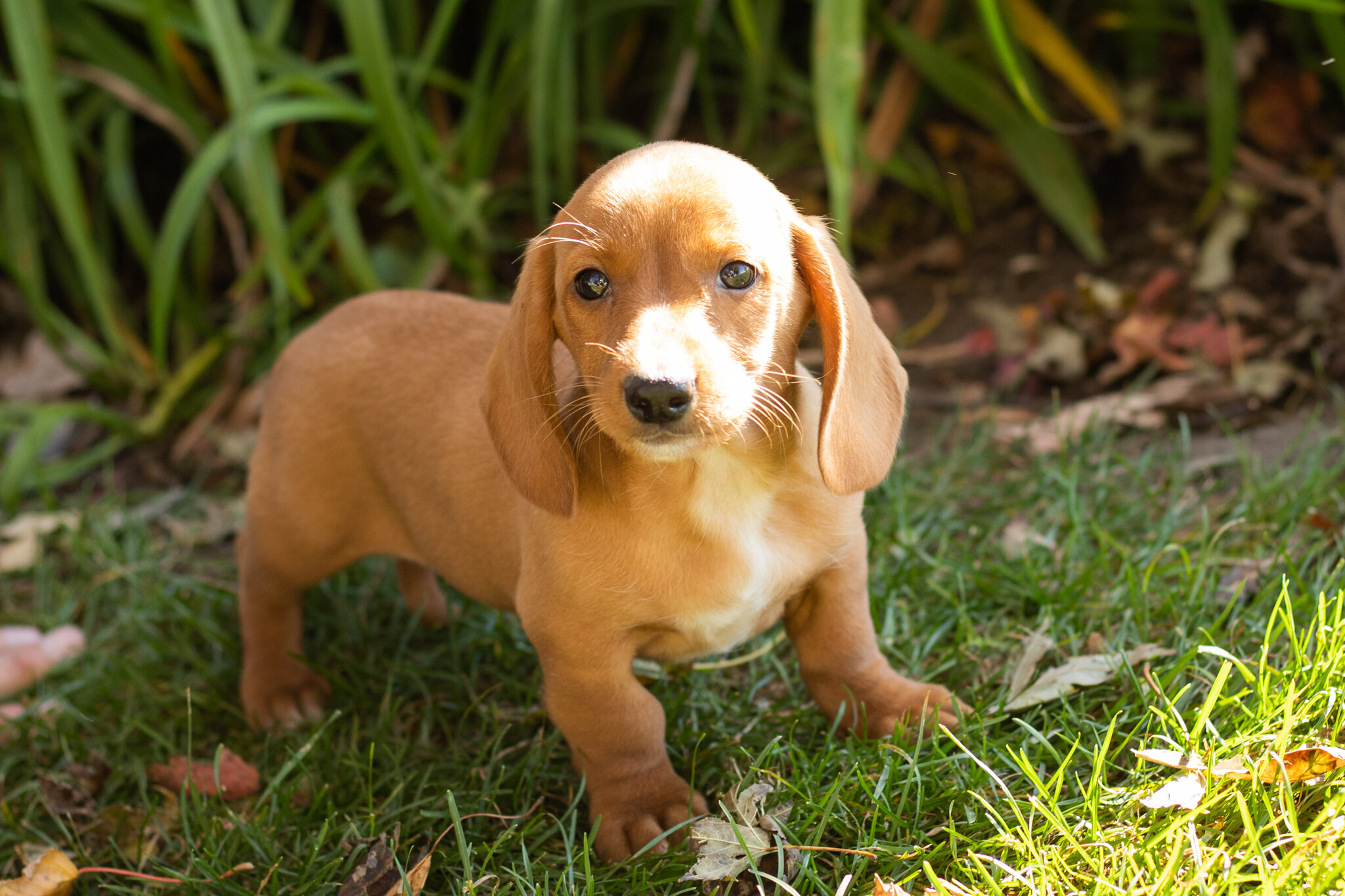 AKC Mini dachshund male pup in Indiana (Baxter) image 3