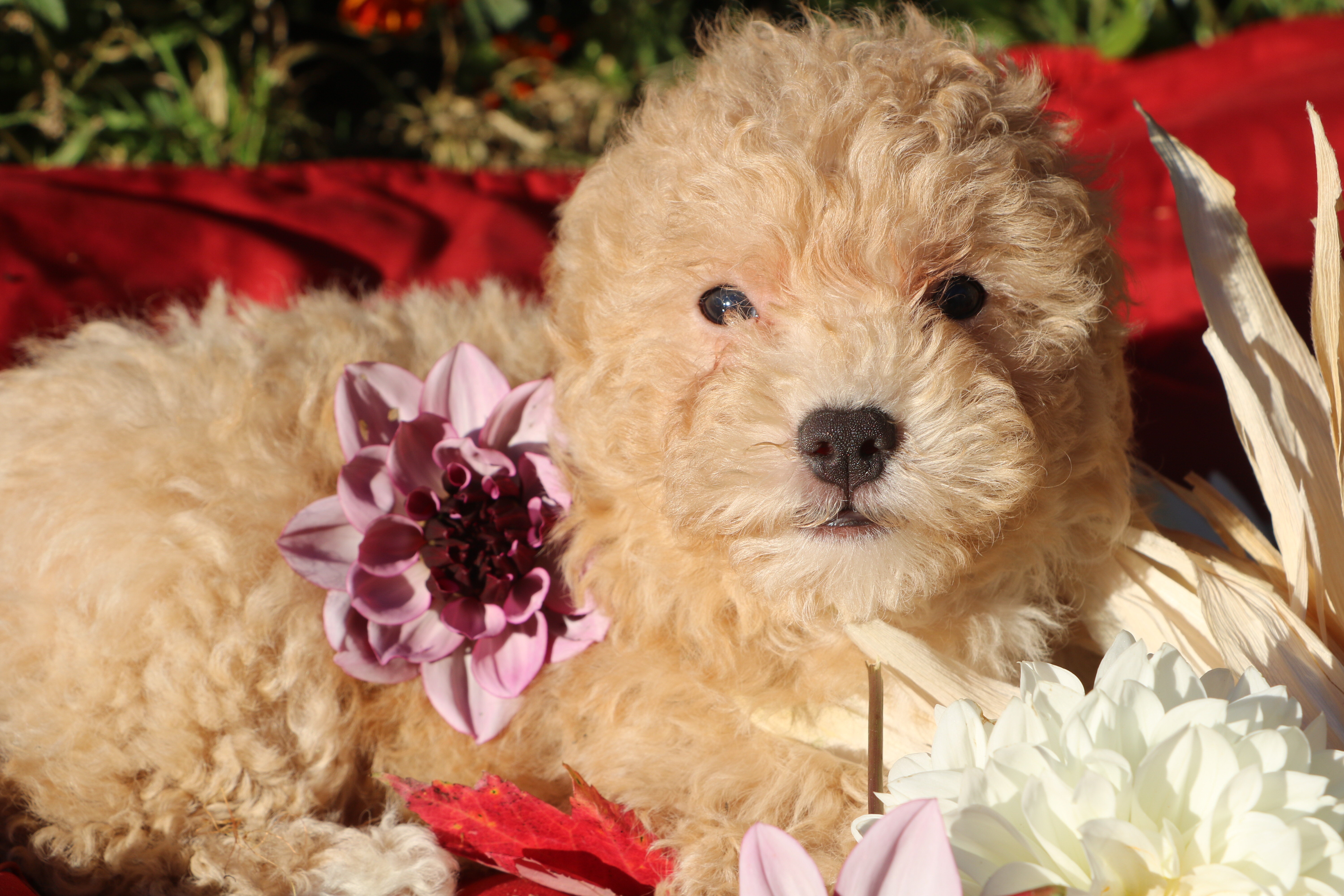 SALE!! 💞 Pepper 💗 image 2