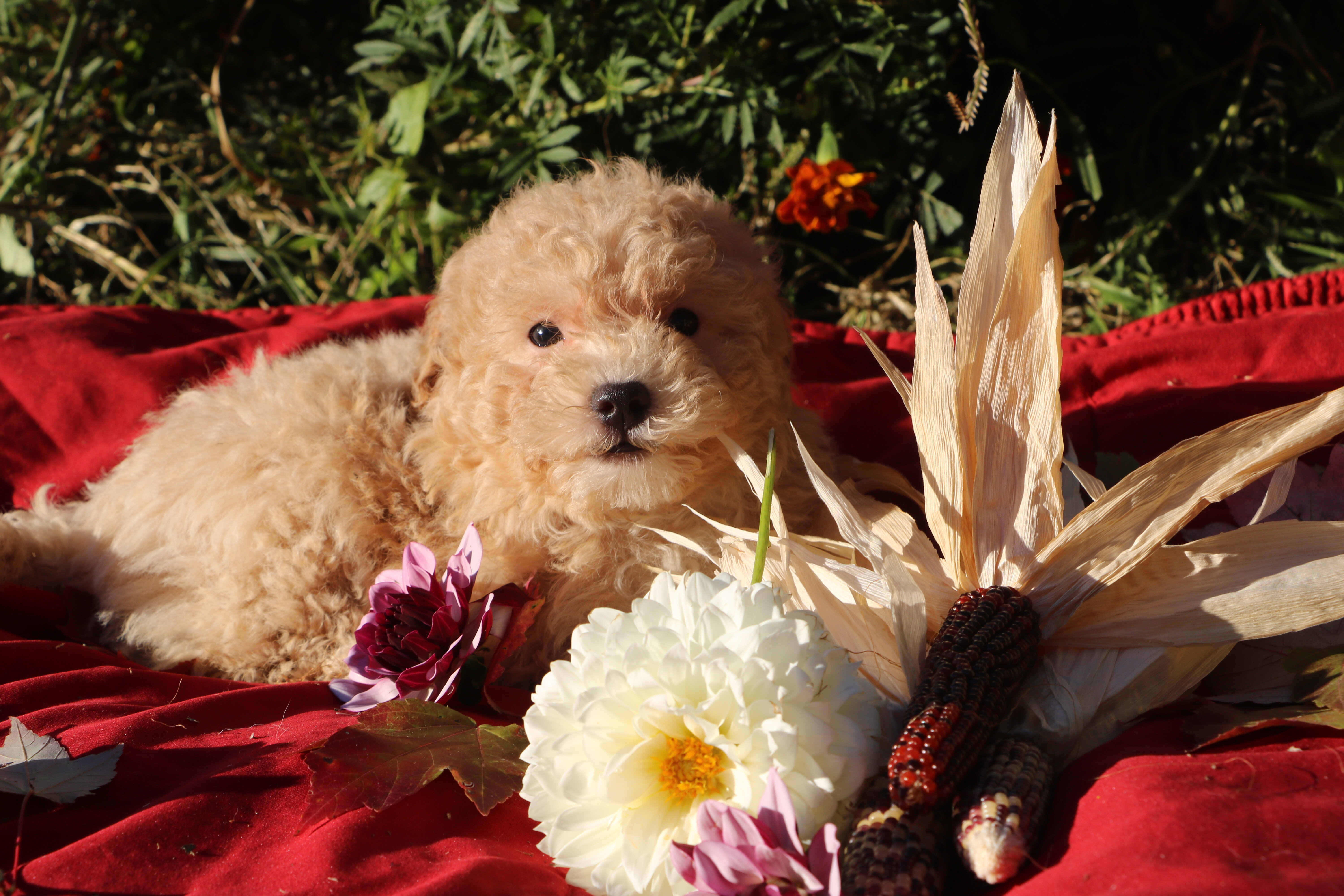 SALE!! 💞 Pepper 💗 image 3