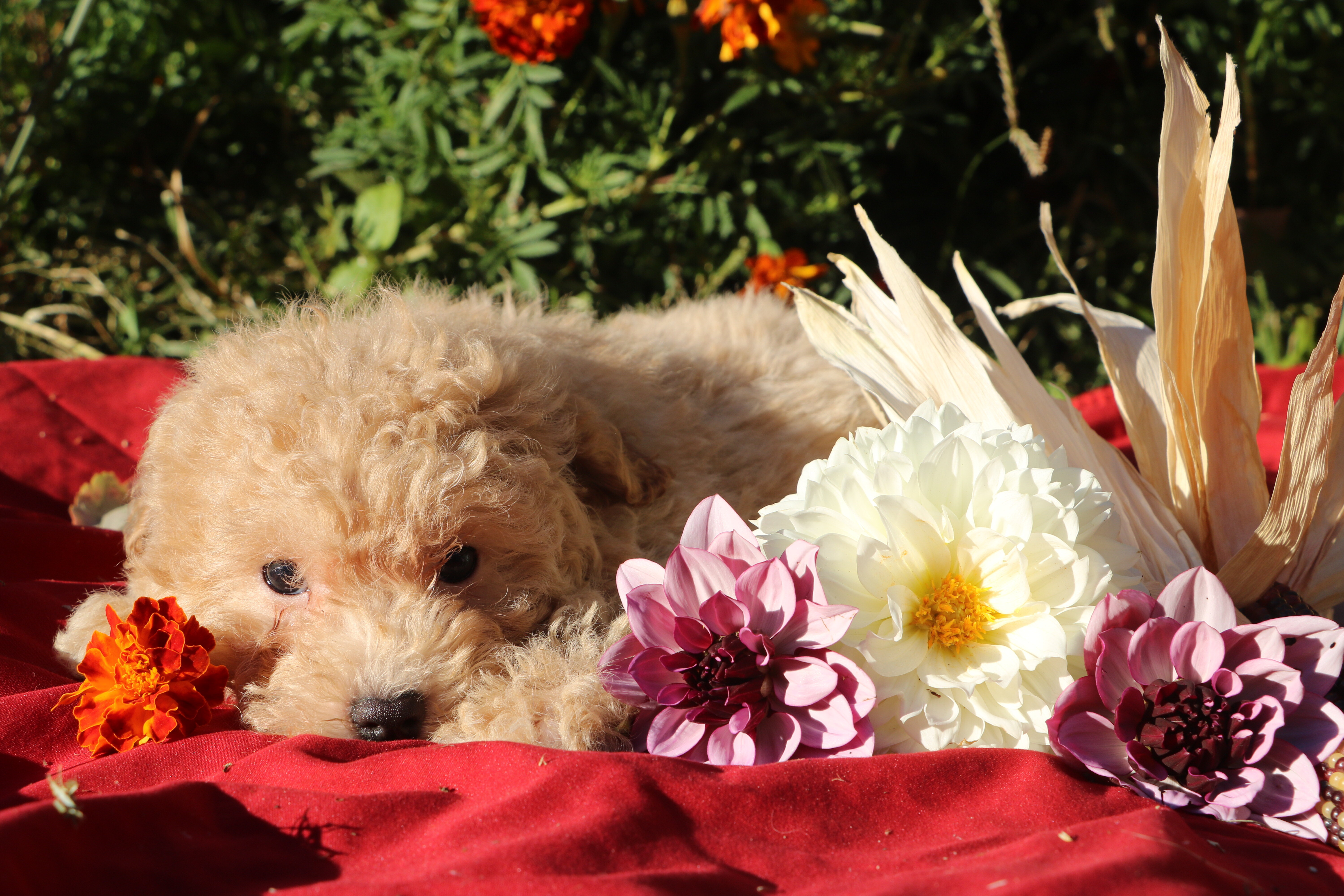 SALE!! 💞 Pepper 💗 image 1