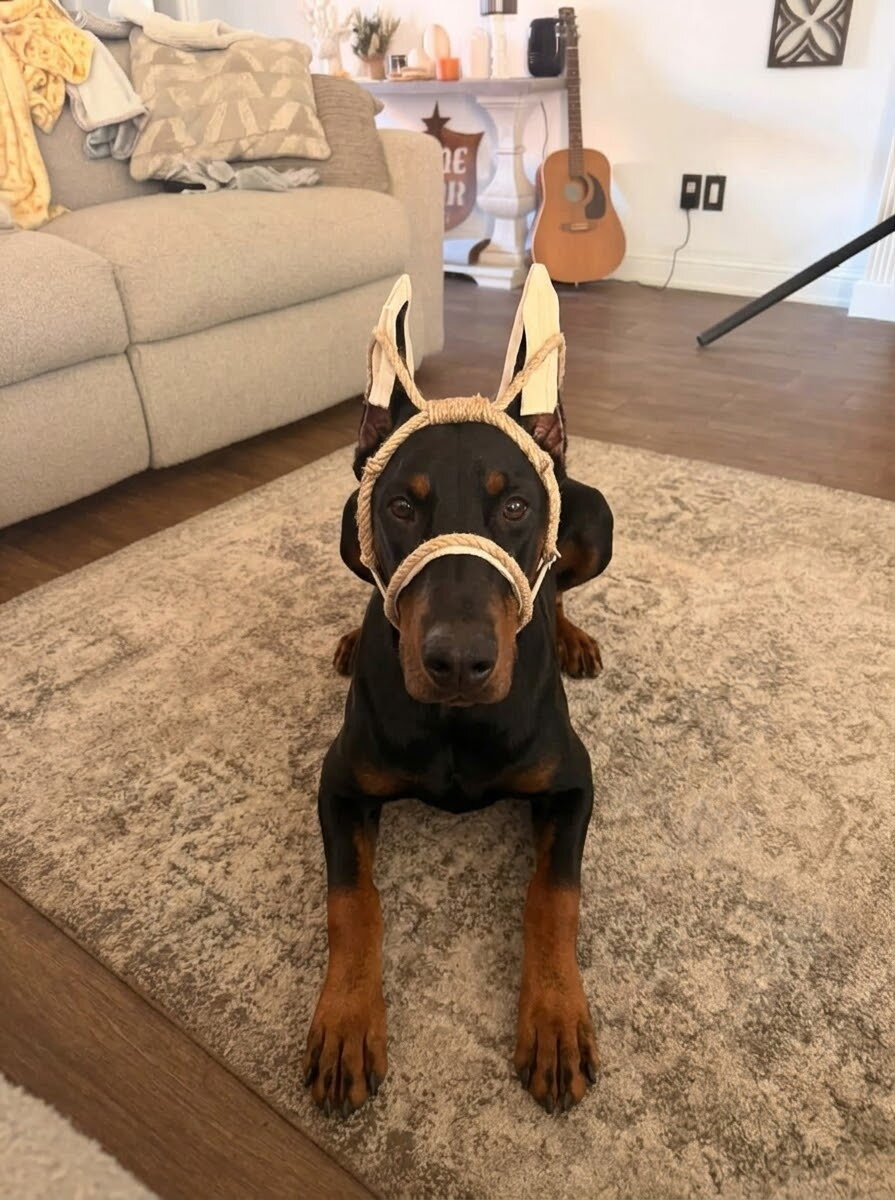 Doberman image 1