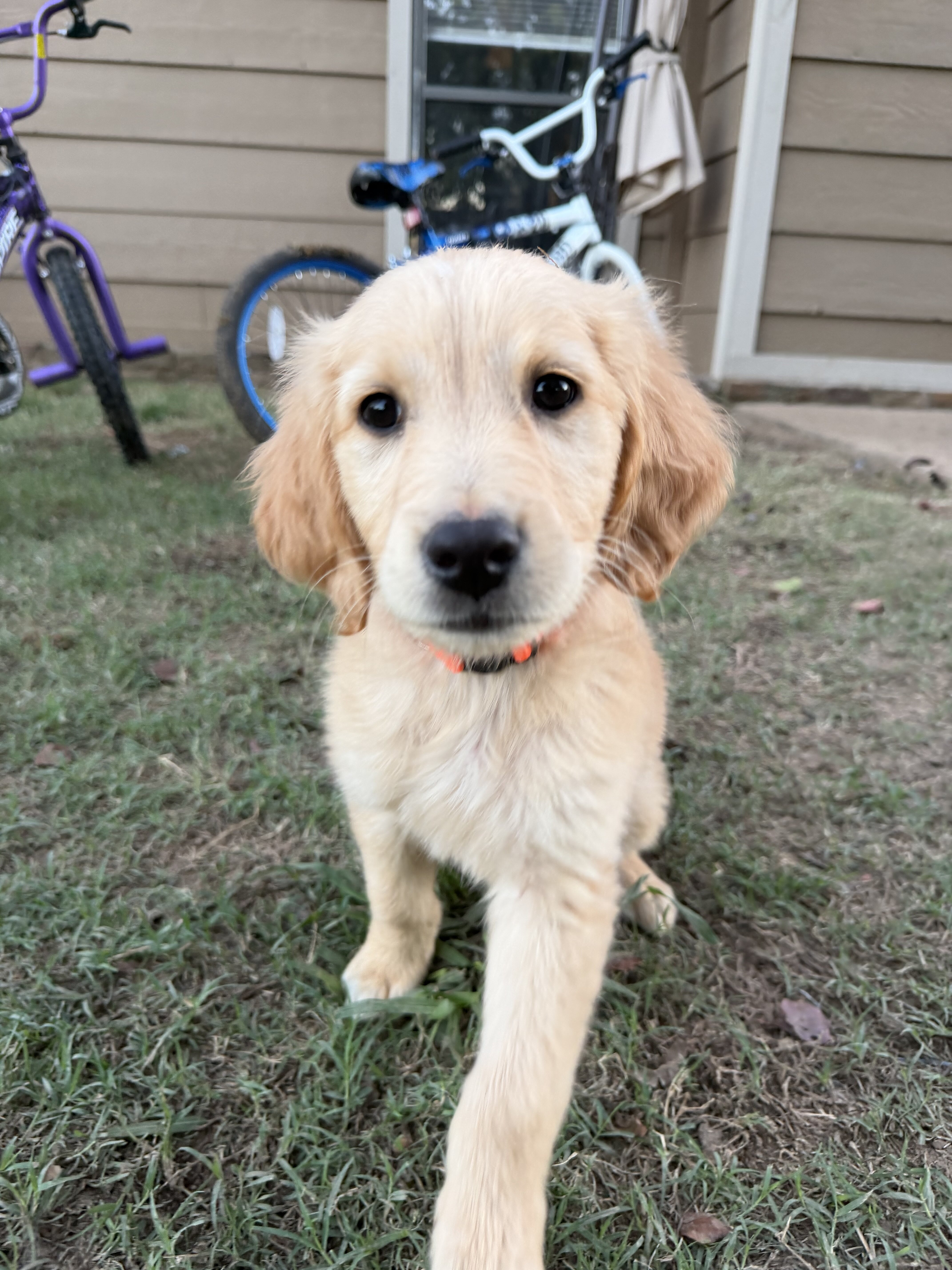 Golden Retriever Pup image 1