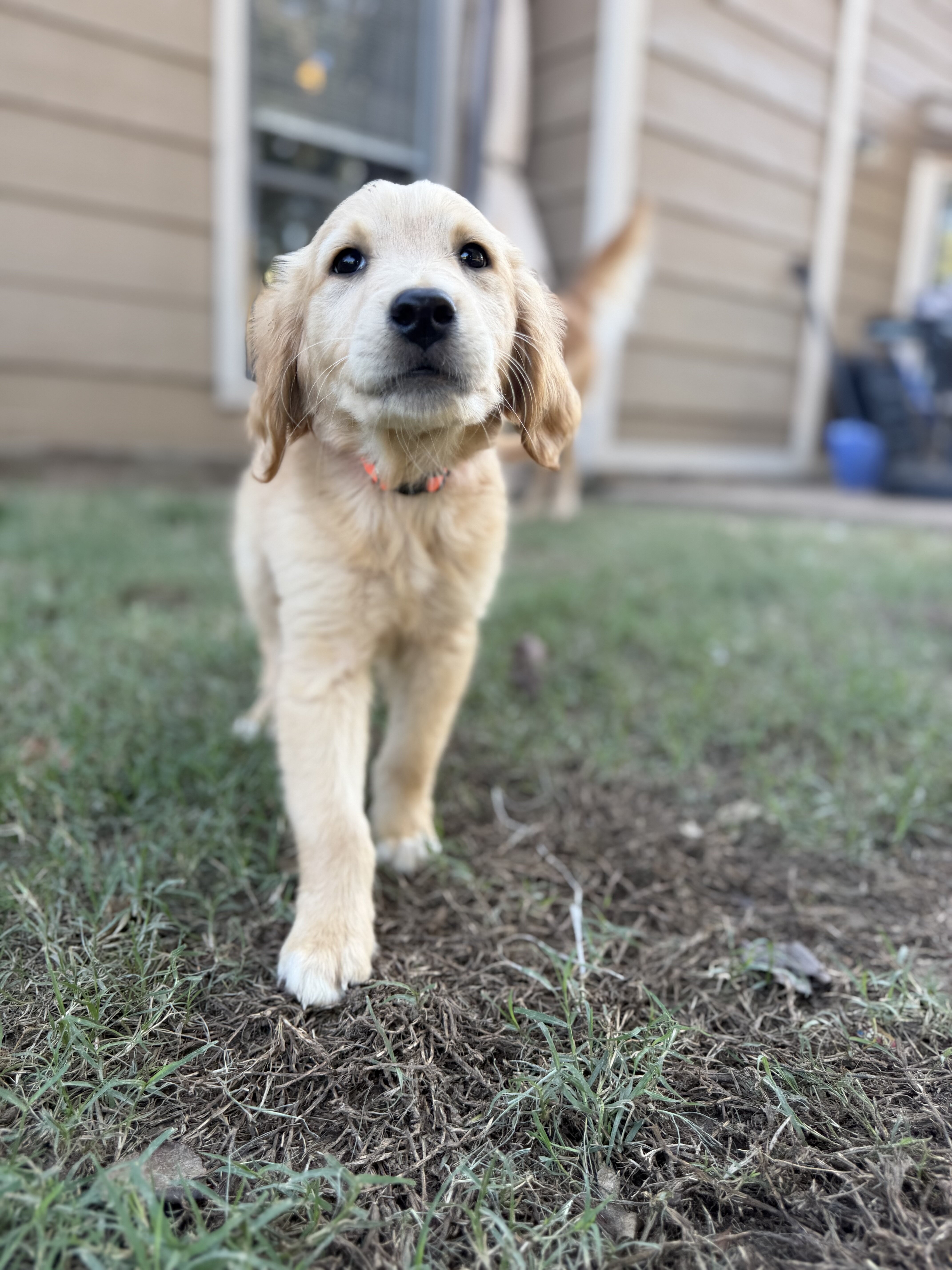 Golden Retriever Pup image 2