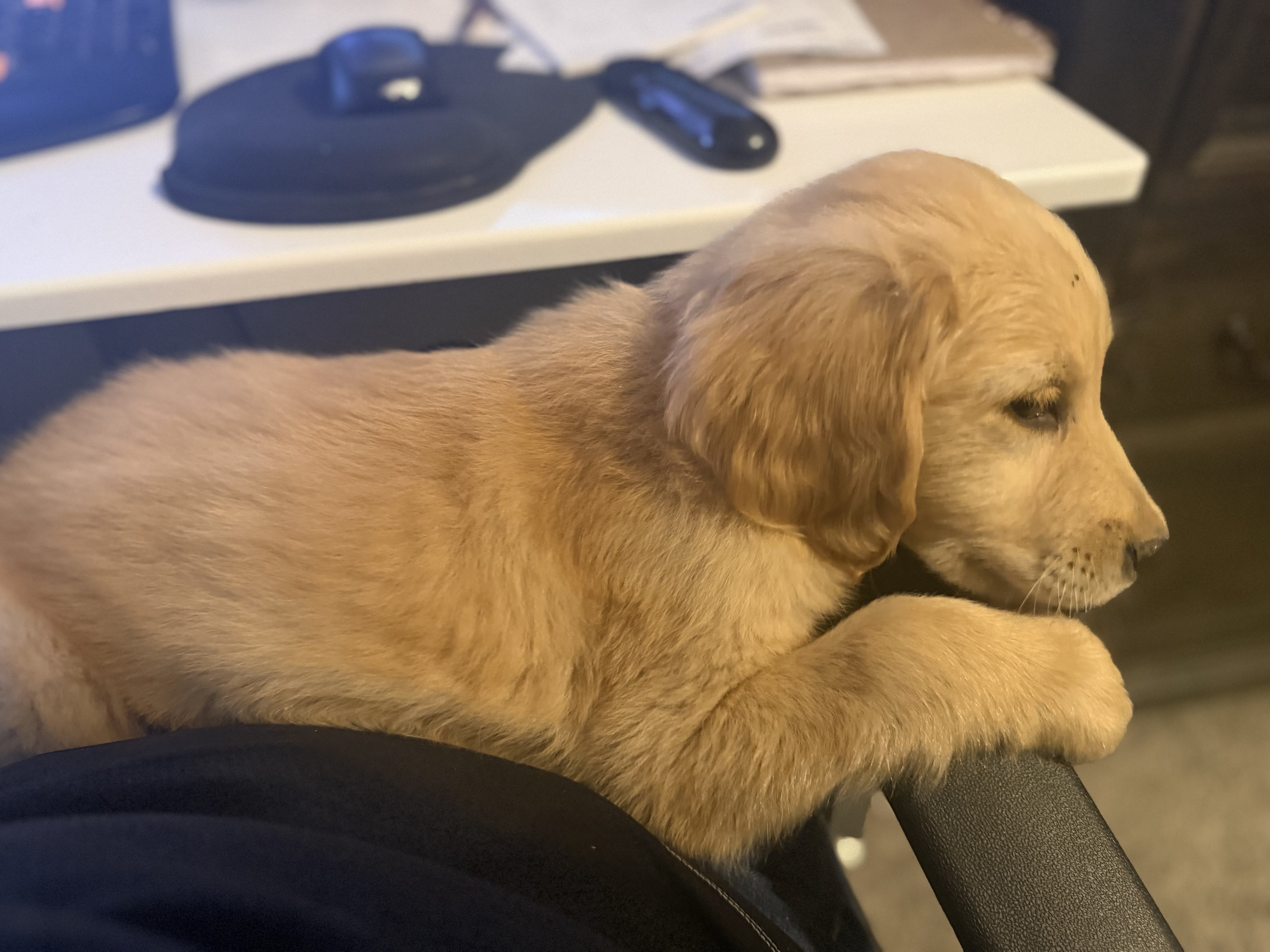 Golden Retriever Pup image 3