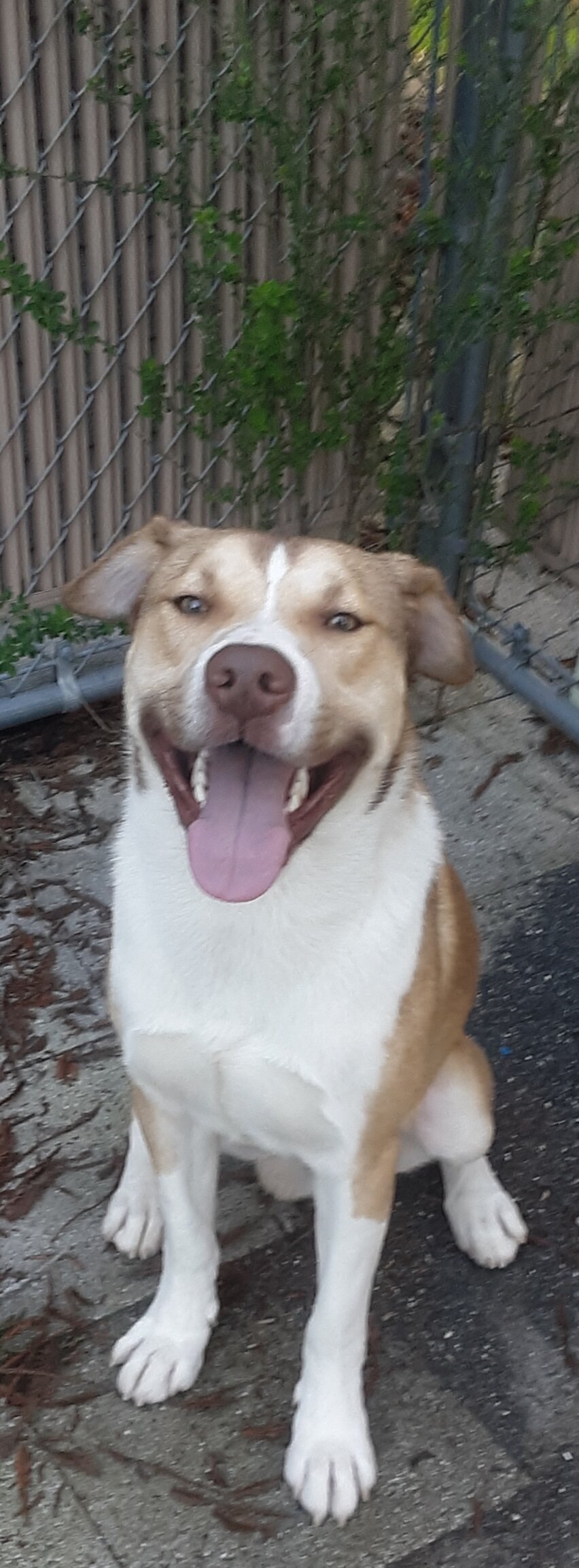 Male Pitsky 1.5 yrs image 1