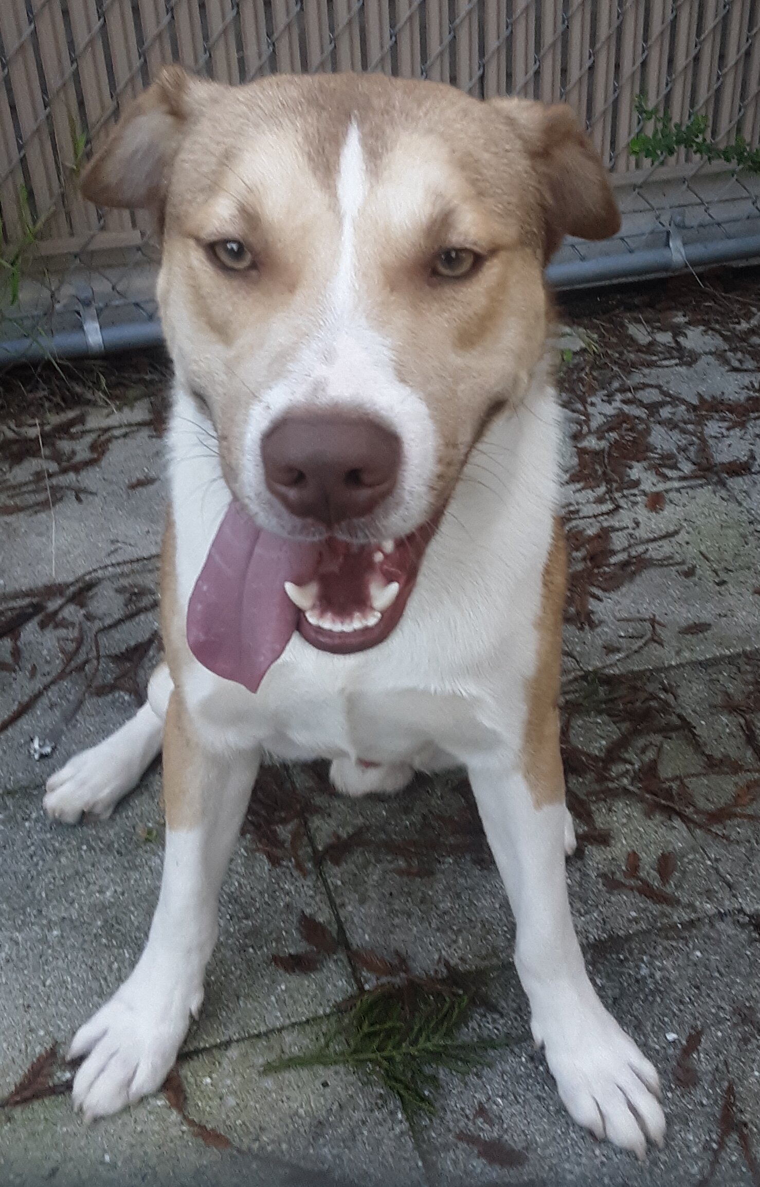 Male Pitsky 1.5 yrs image 4