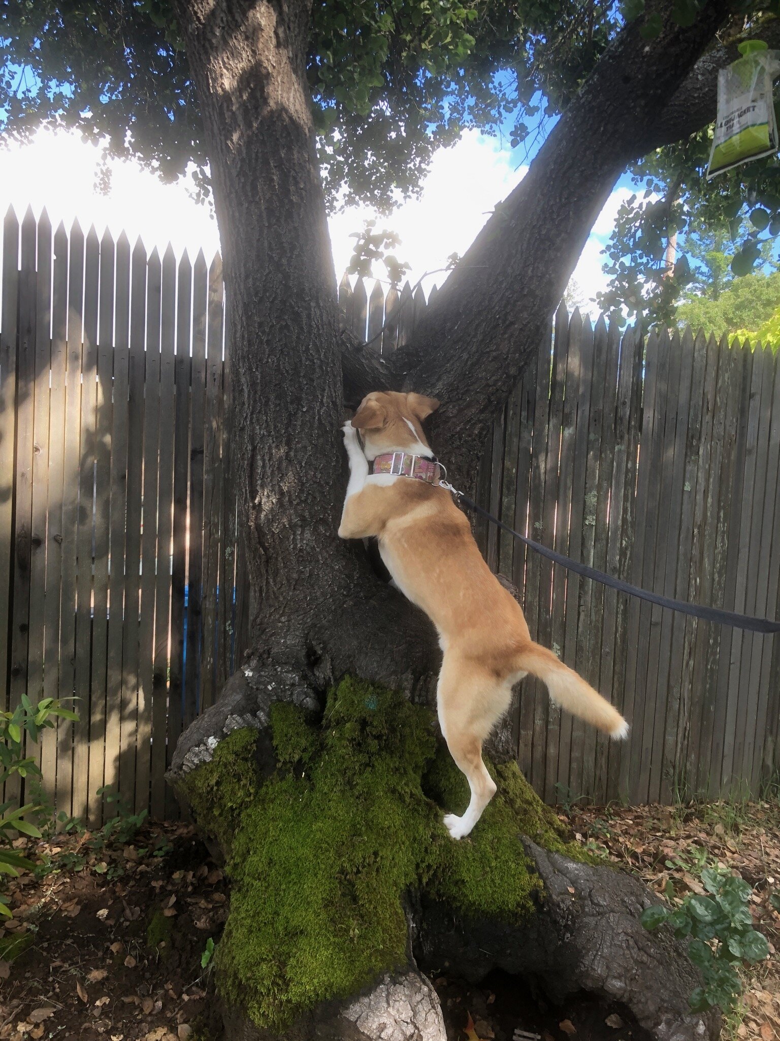 Male Pitsky 1.5 yrs image 2