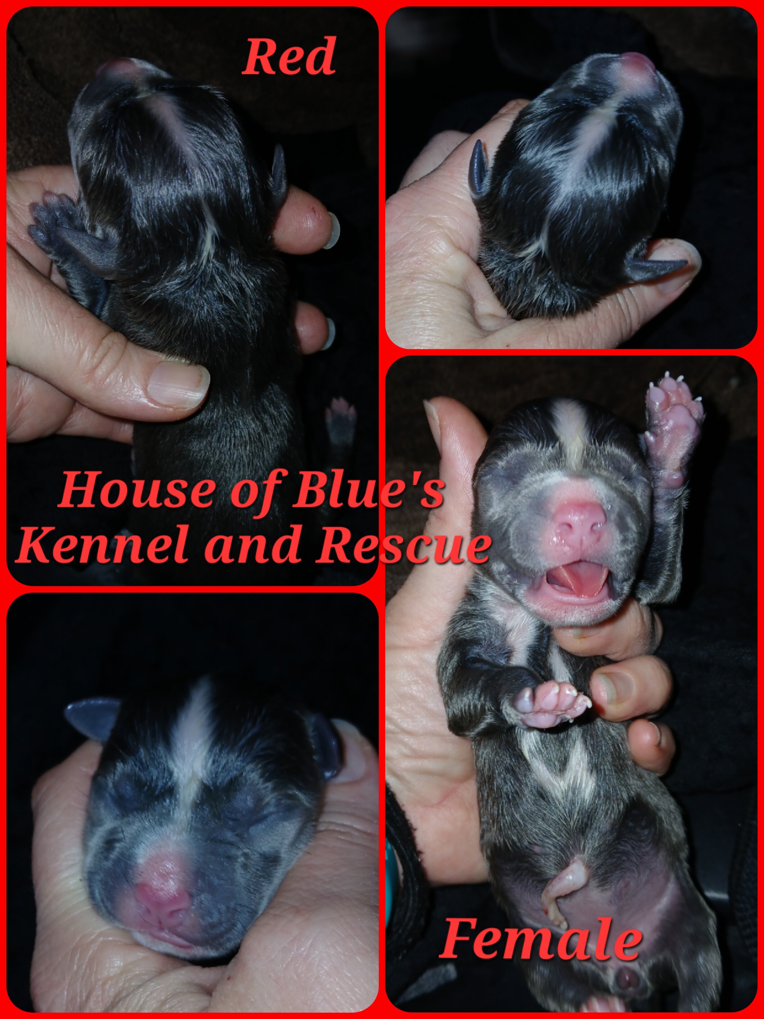 Blue Nose APBT Red Female image 1