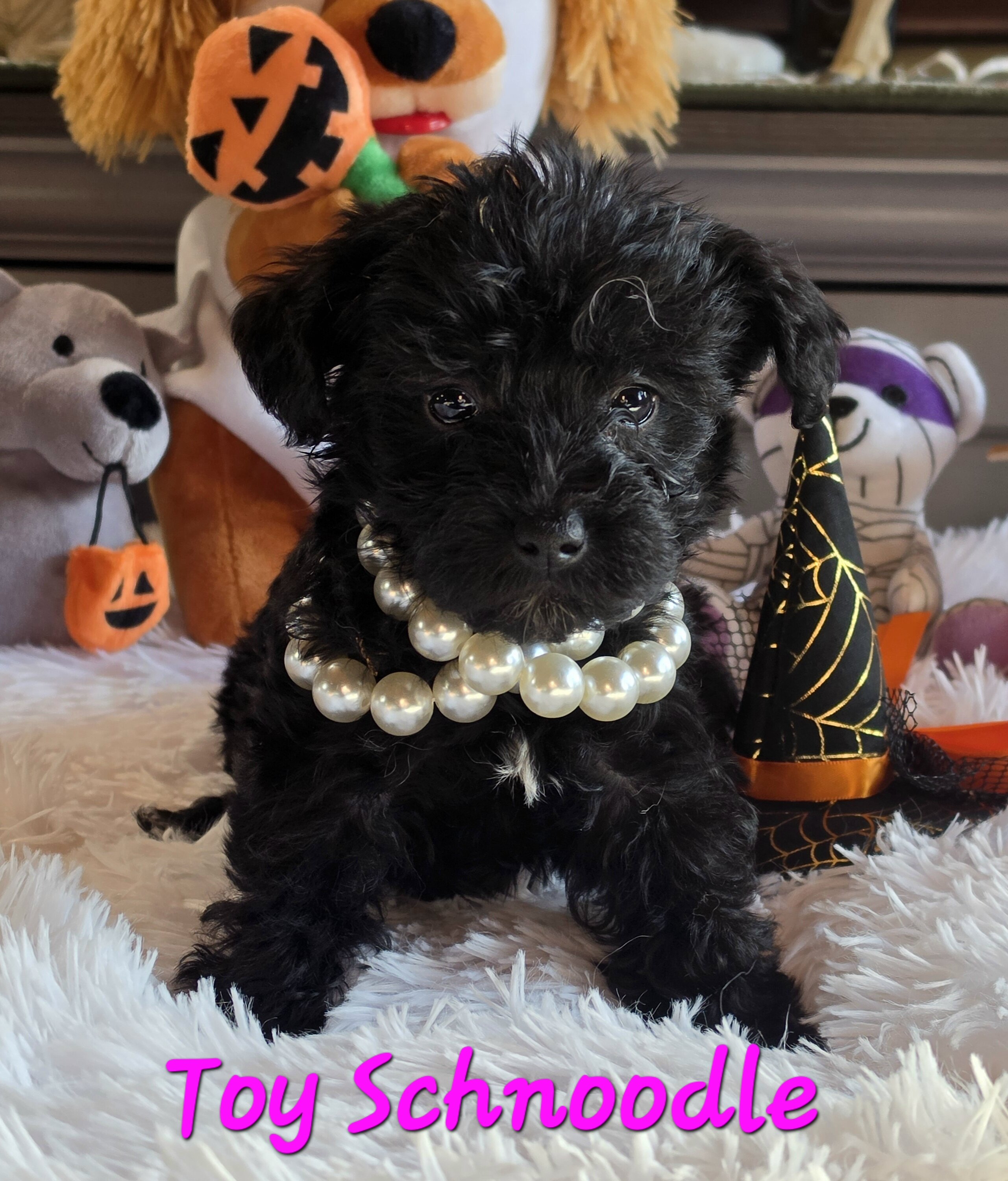 Toy SCHNOODLES image 3