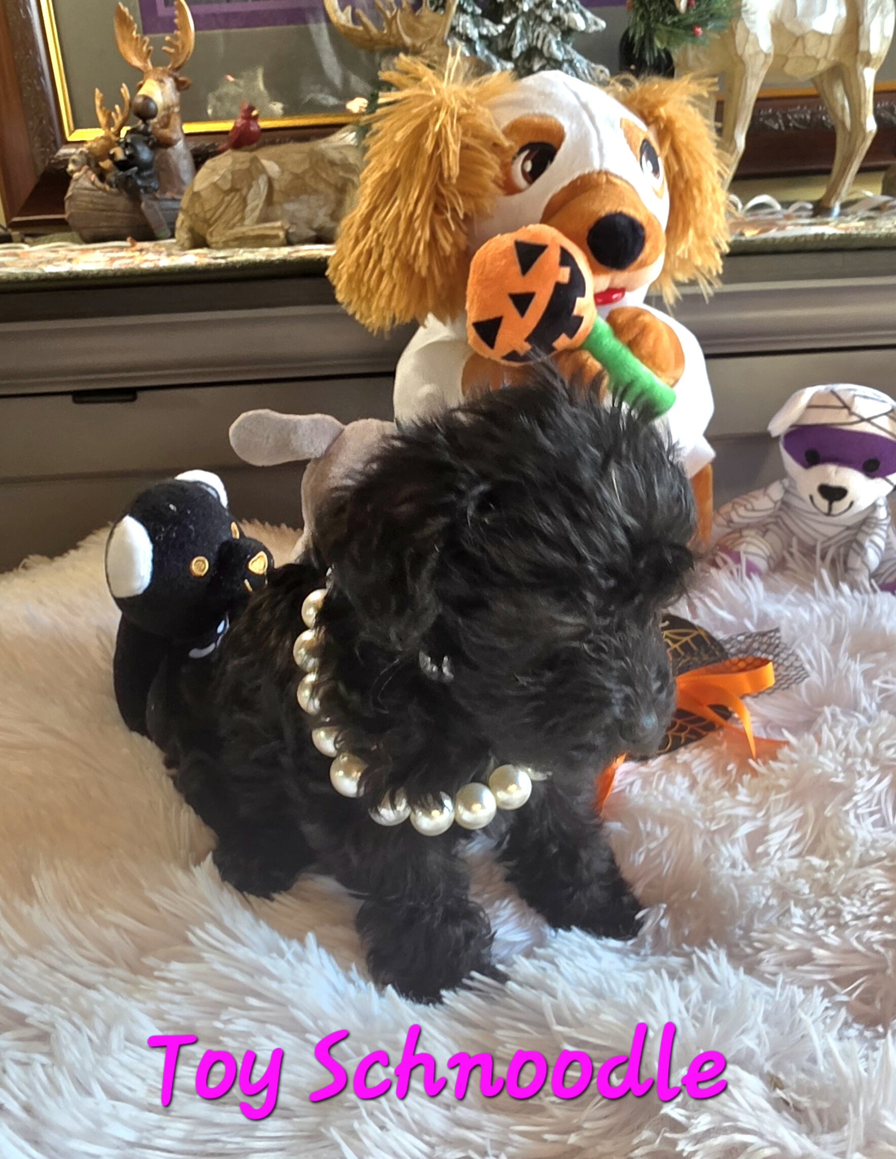 Toy SCHNOODLES image 4