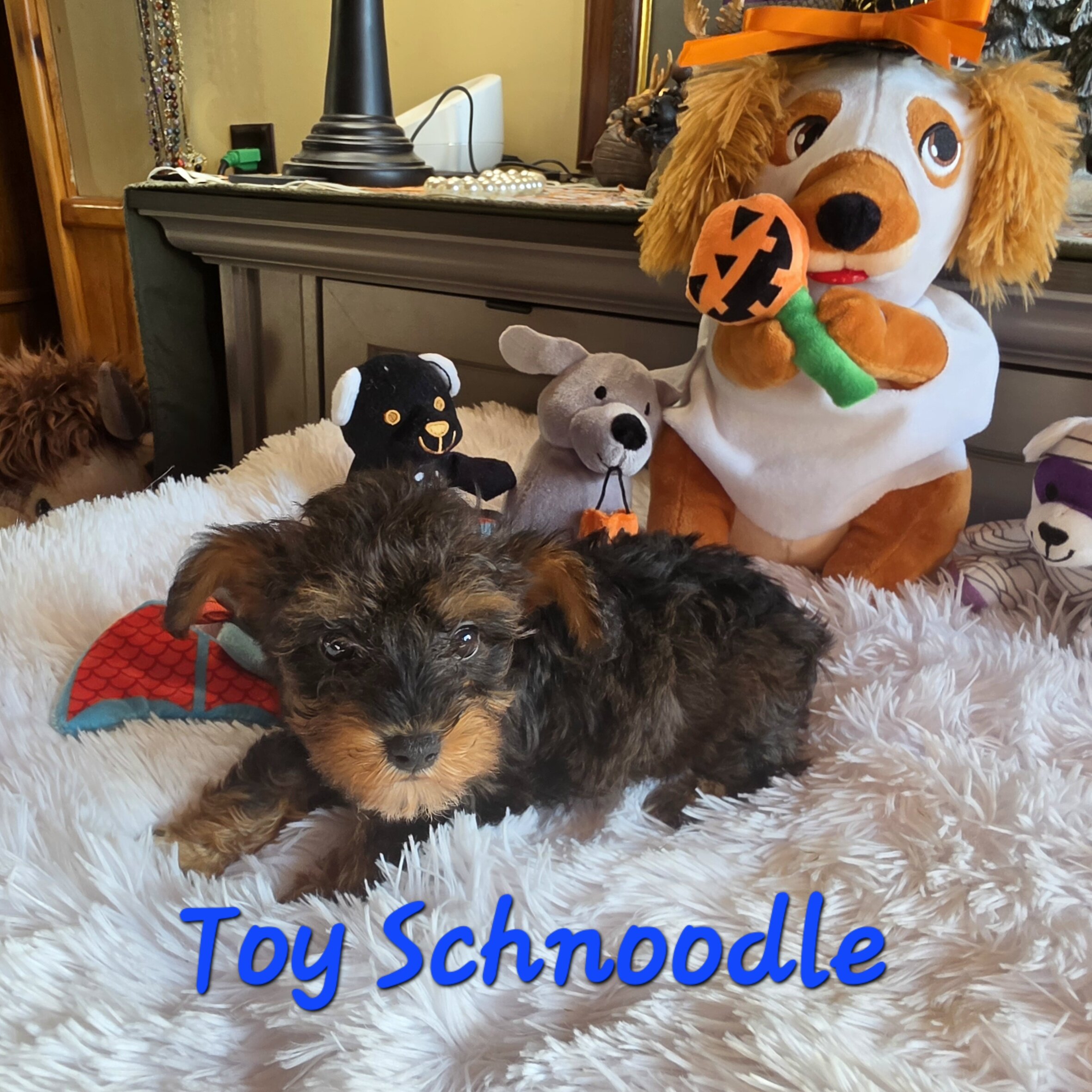 Toy SCHNOODLES image 5