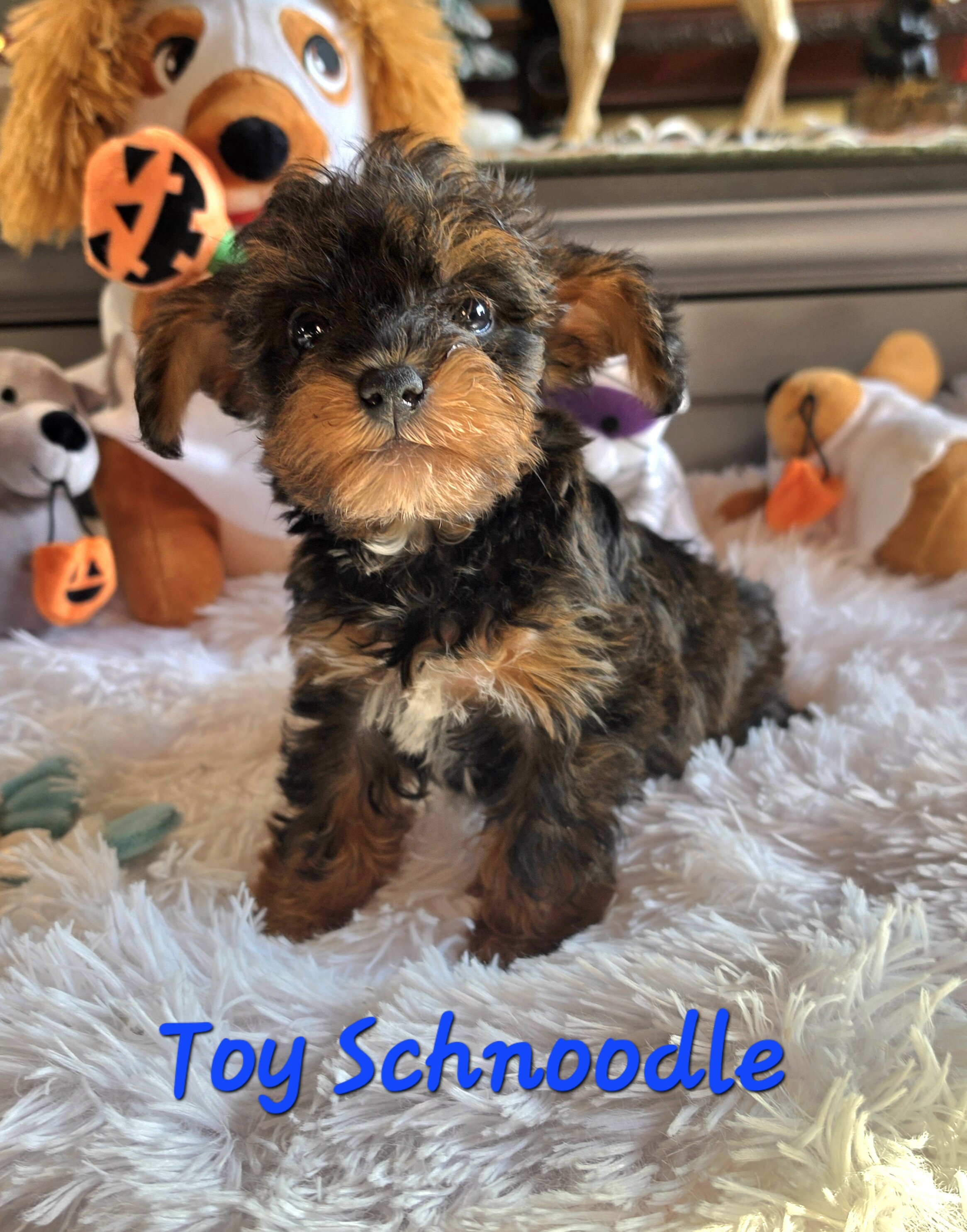Toy SCHNOODLES image 6