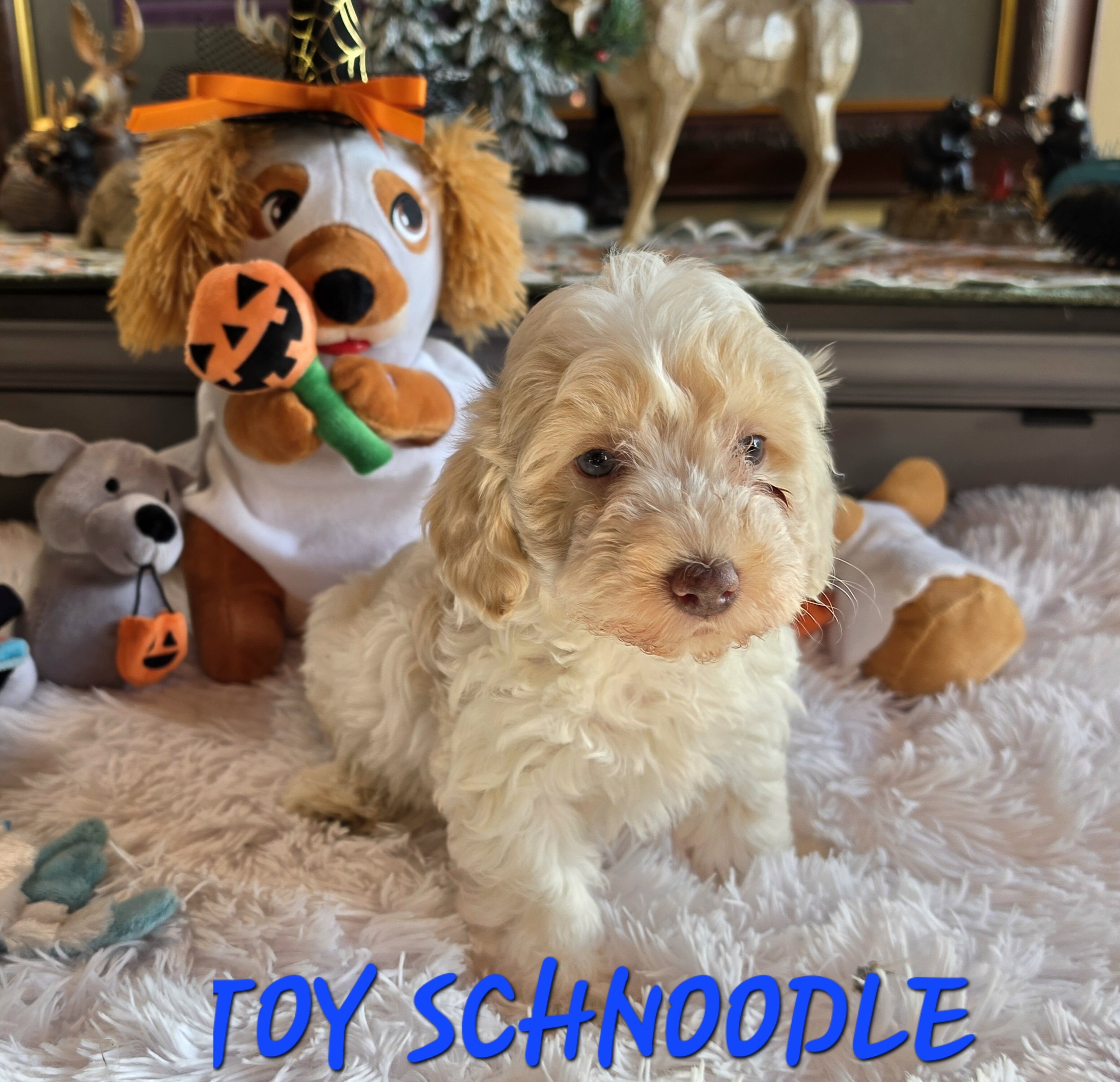 Toy SCHNOODLES image 7