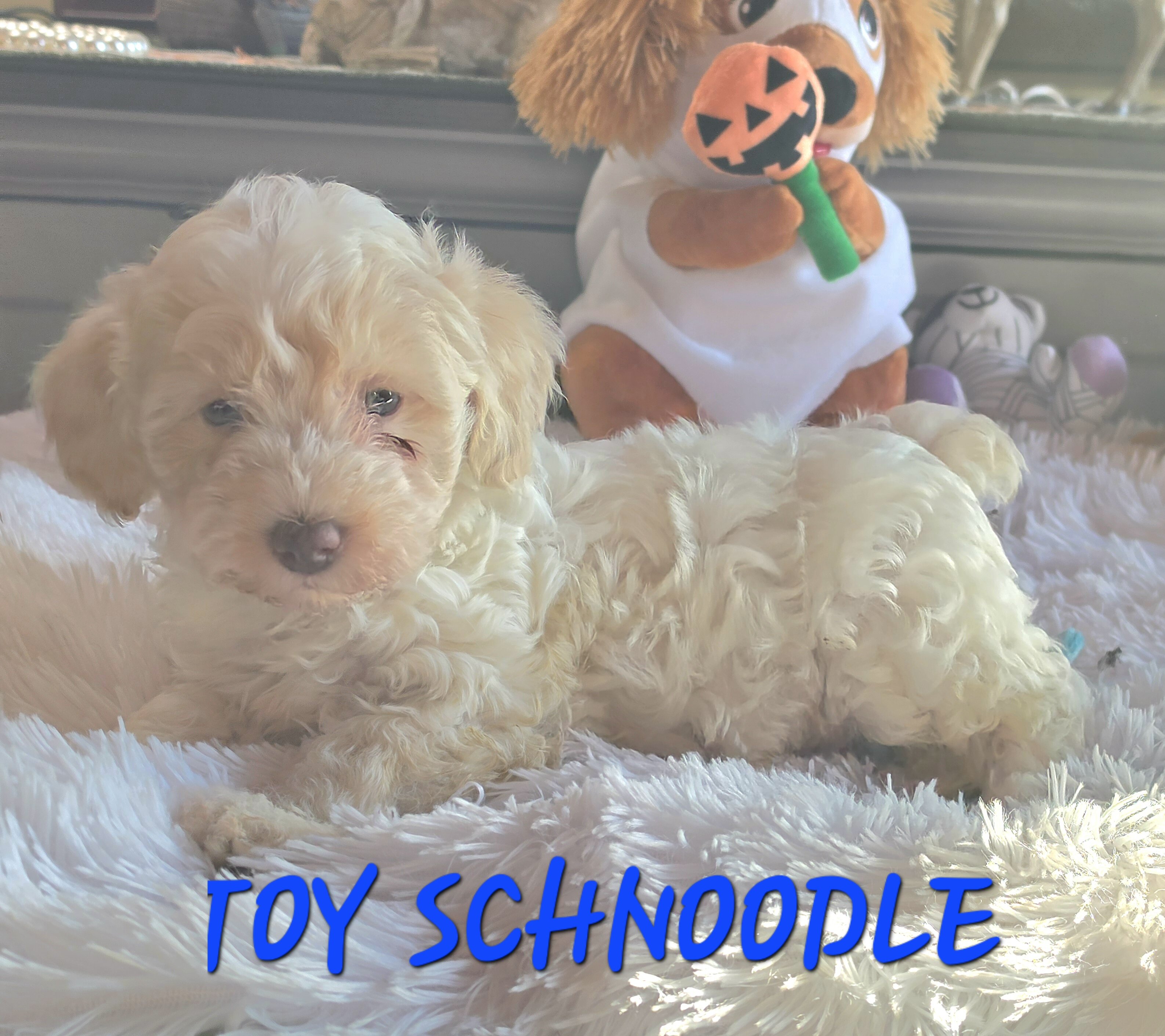 Toy SCHNOODLES image 8