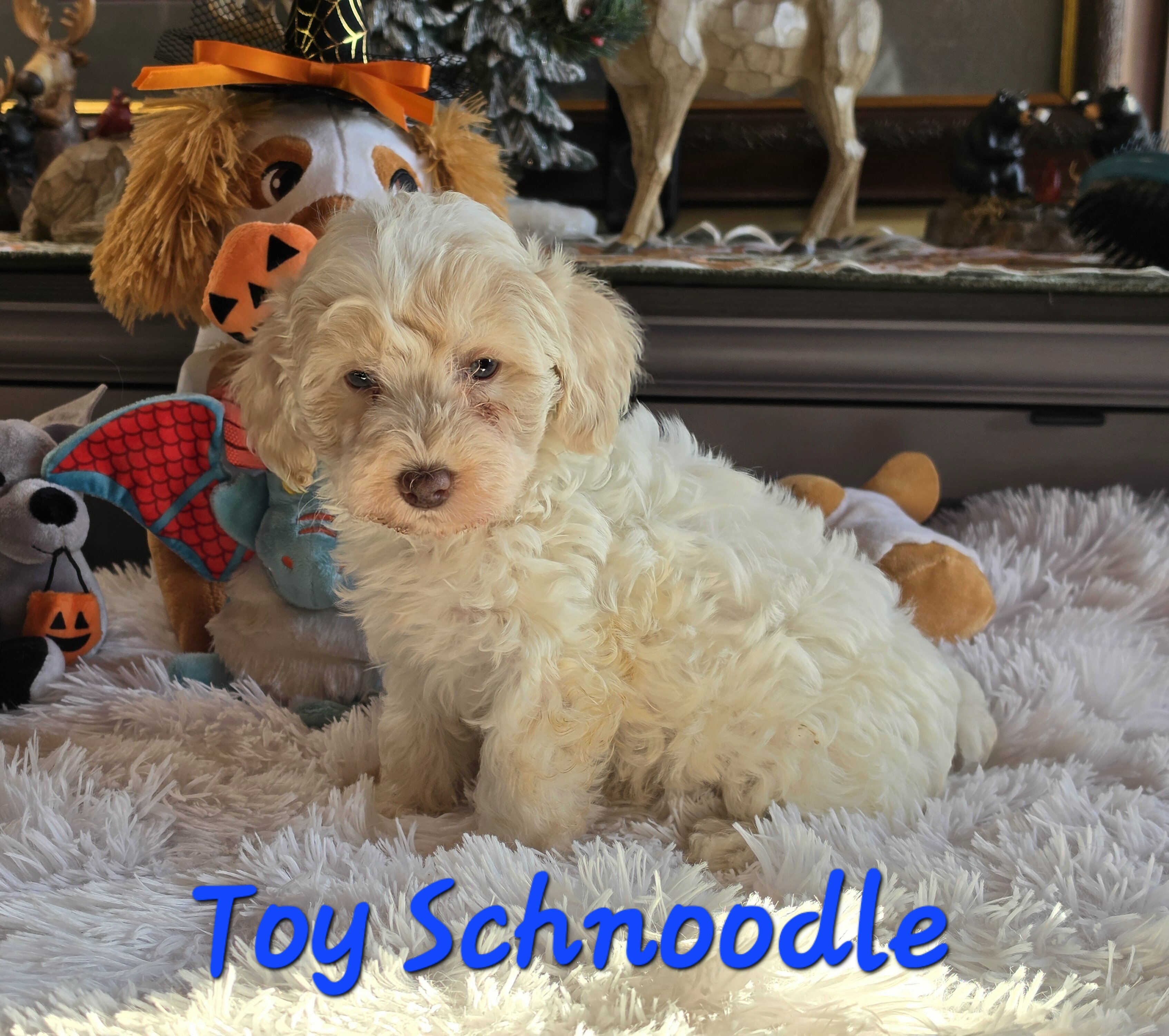 Toy SCHNOODLES image 9