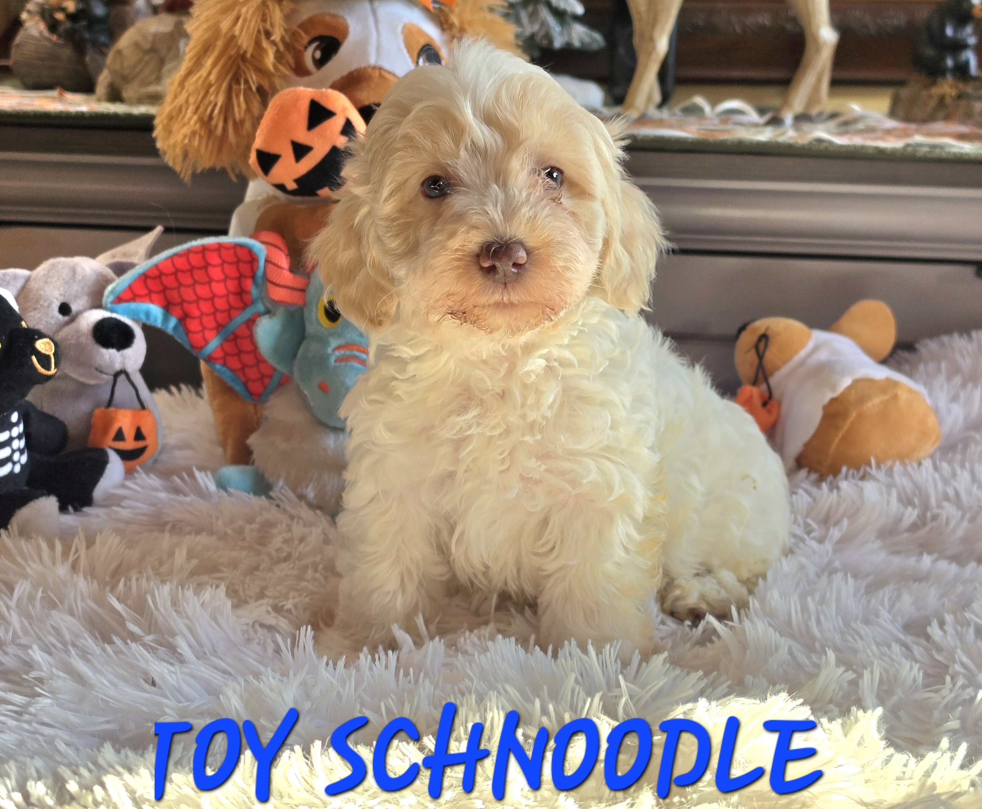 Toy SCHNOODLES image 10