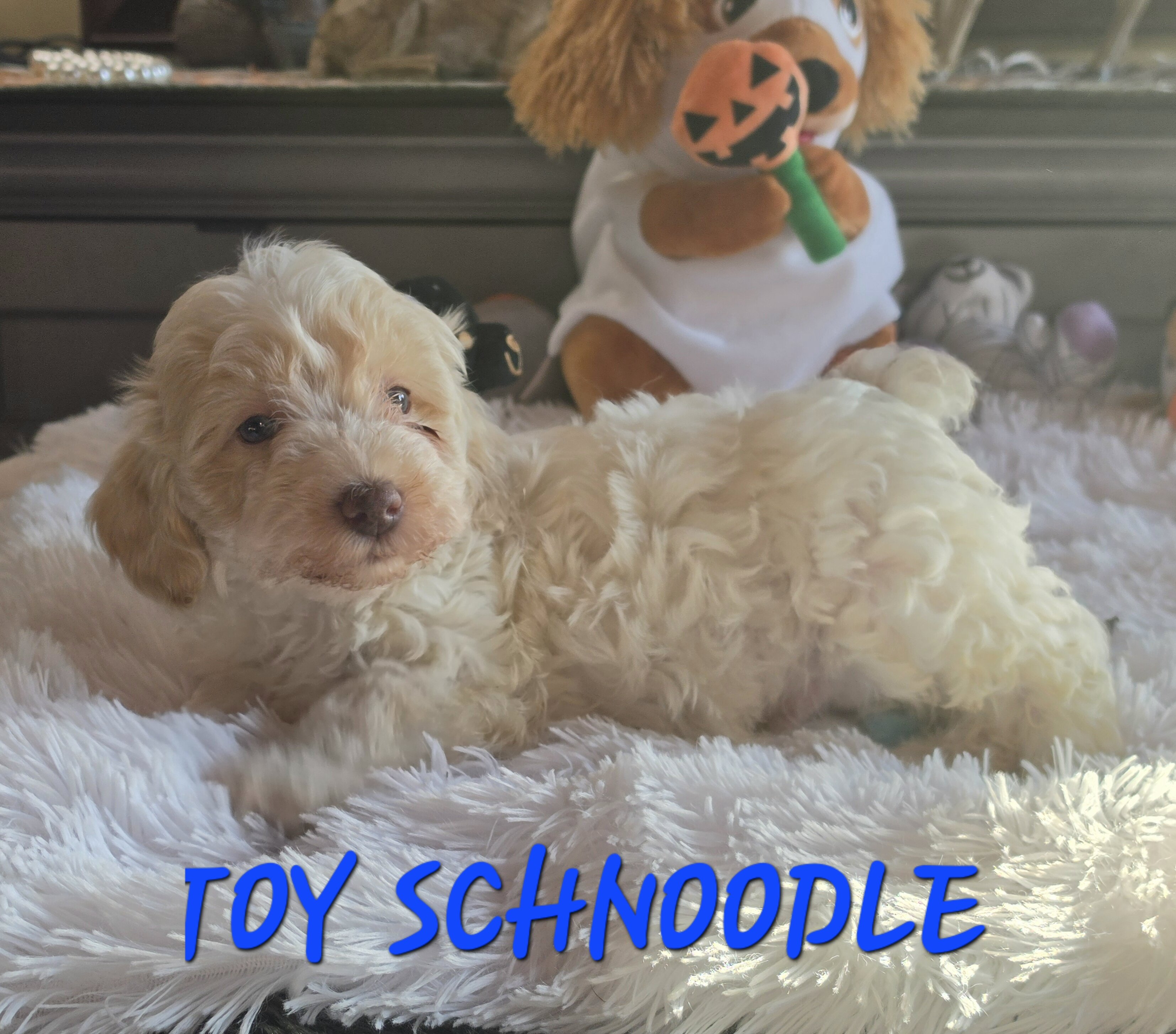 Beautiful SCHNOODLE PUPS image 3