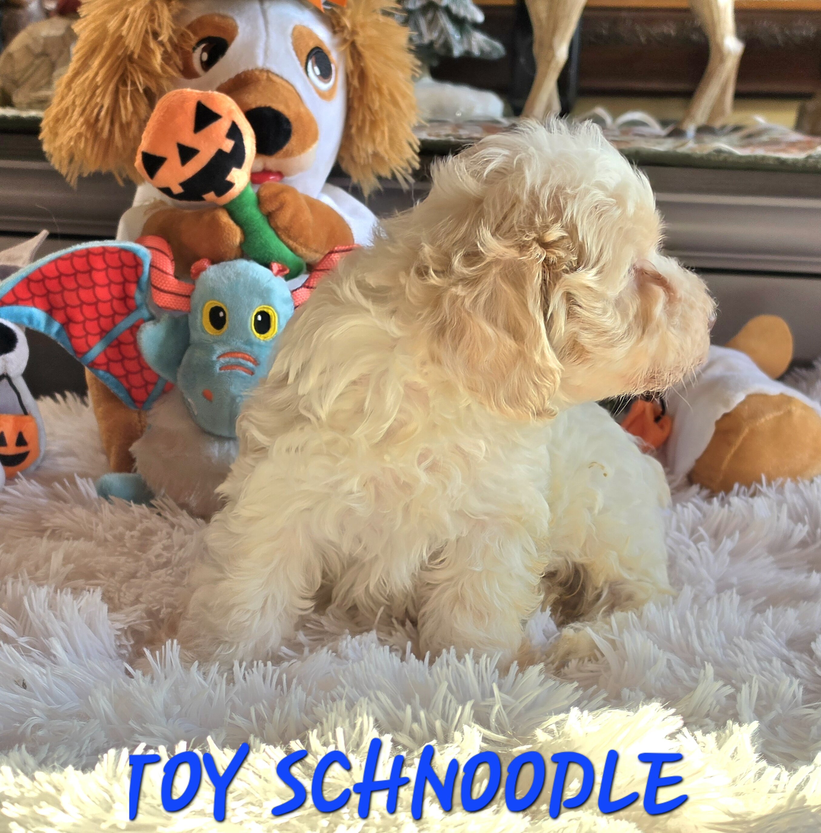 Beautiful SCHNOODLE PUPS image 5