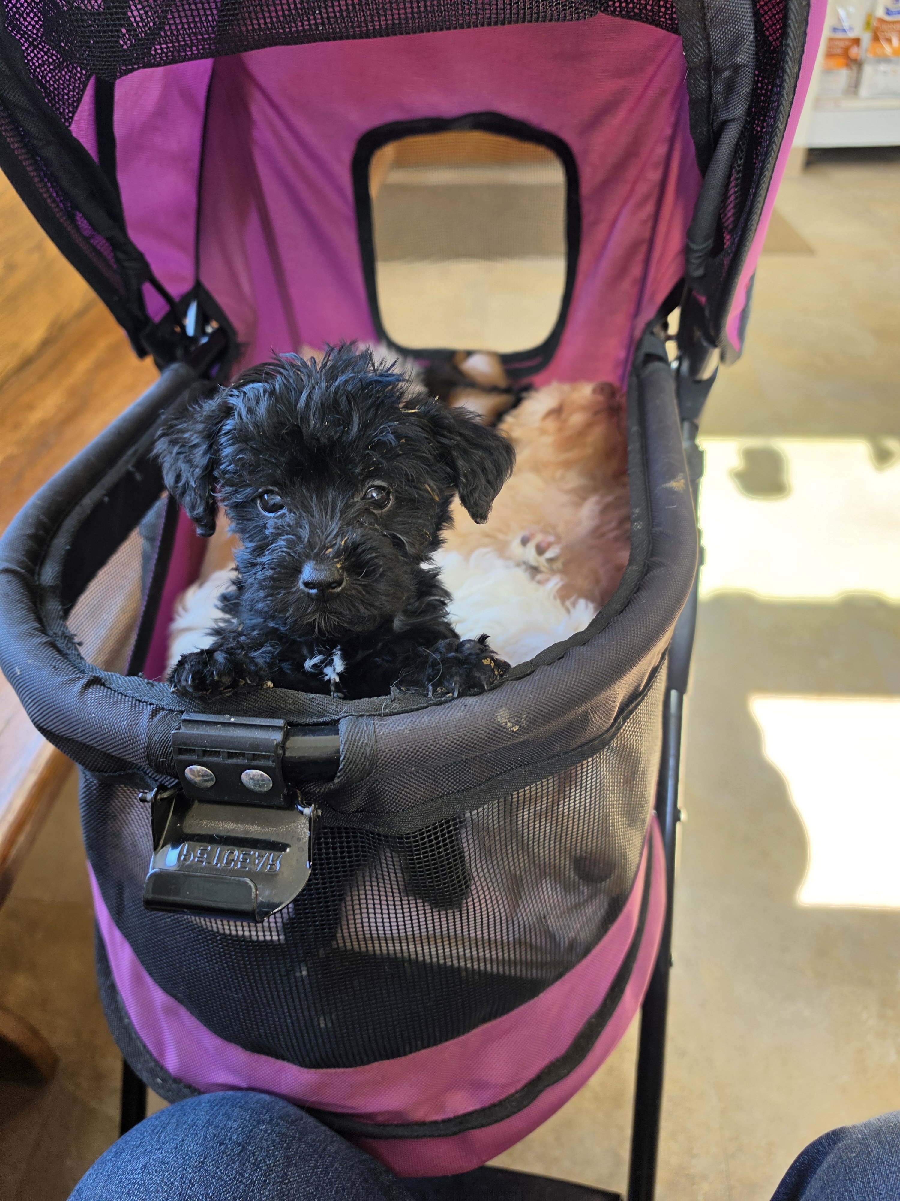 Beautiful SCHNOODLE PUPS image 7